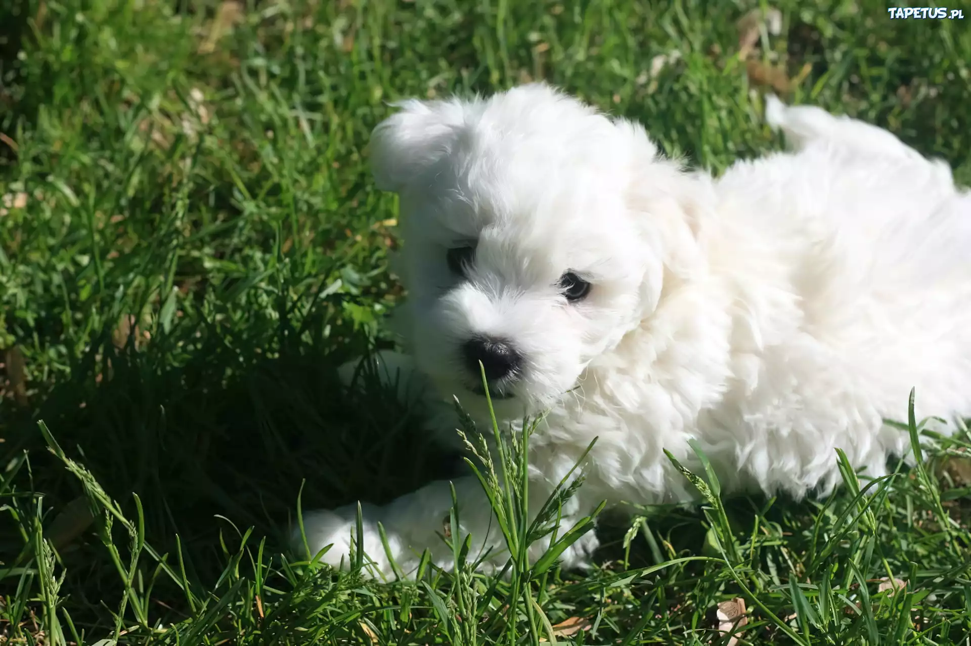 Biały, Coton de Tulear