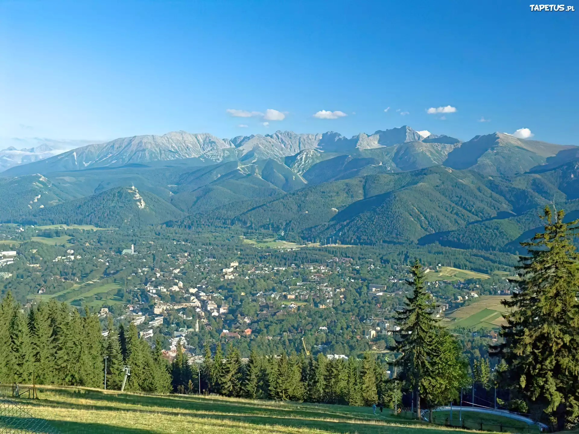 Zakopane, góry, Drzewa