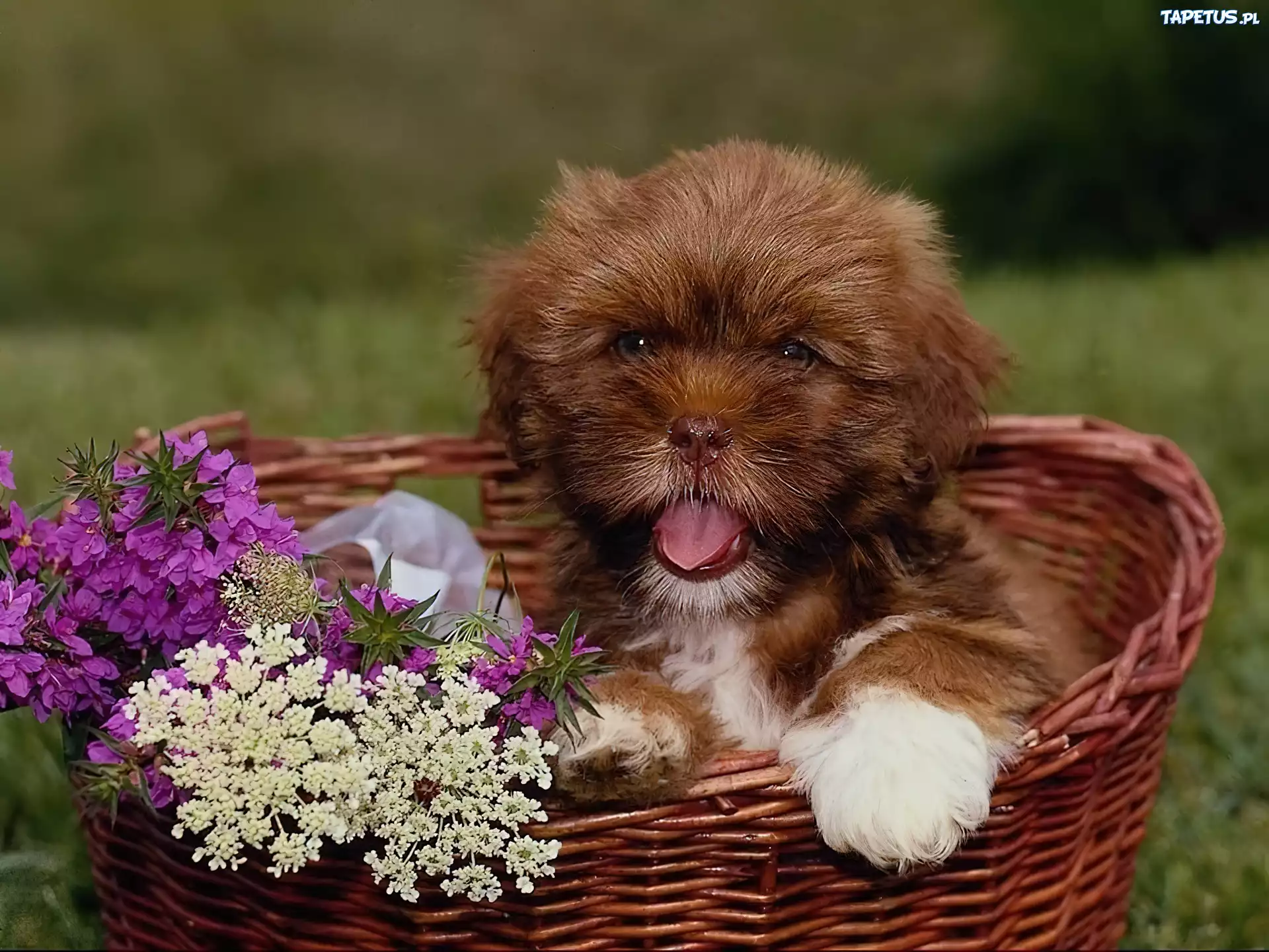 Koszyk, Piesek, Kwiatki, Bichon frise