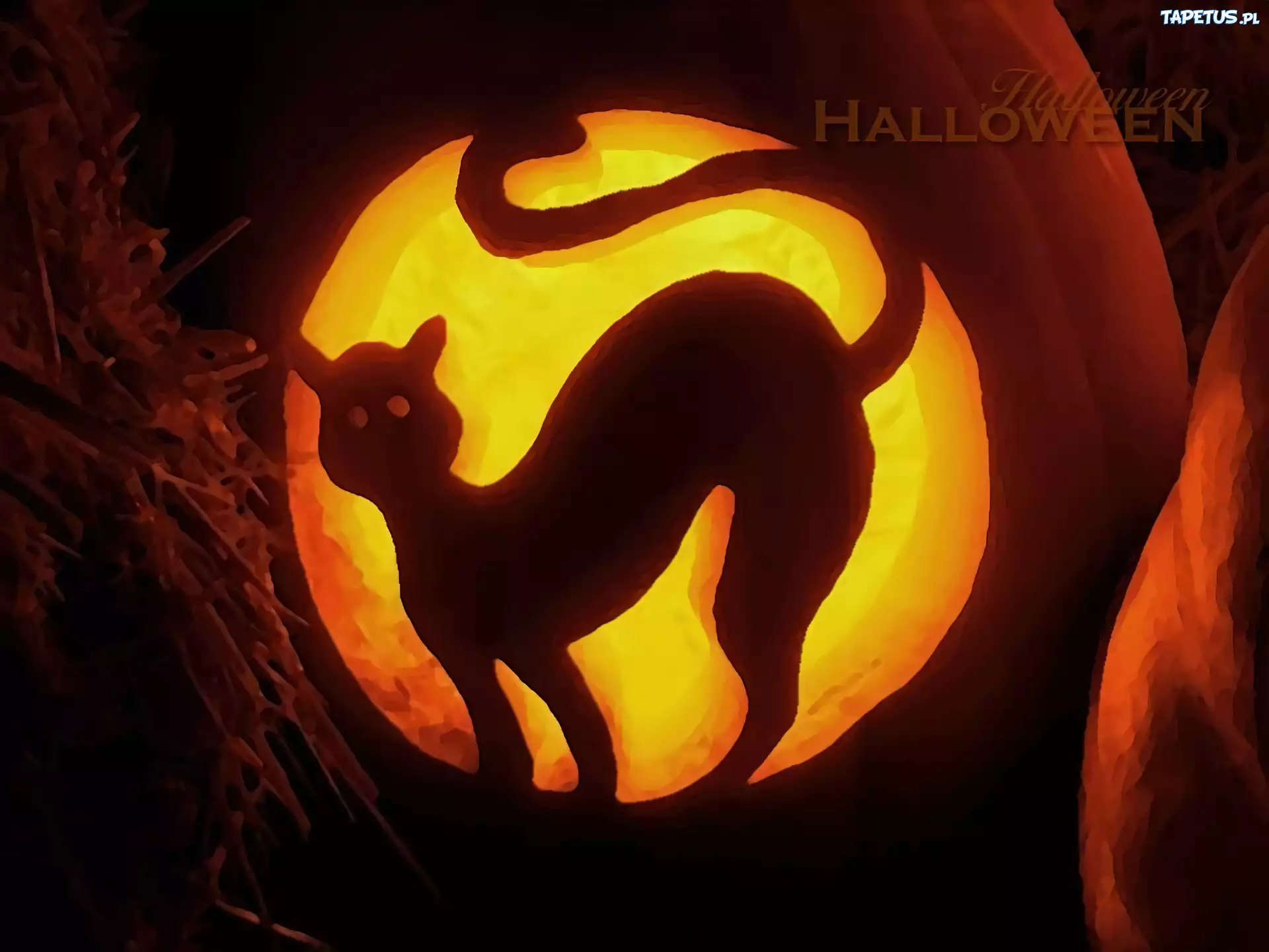 Halloween,kotek
