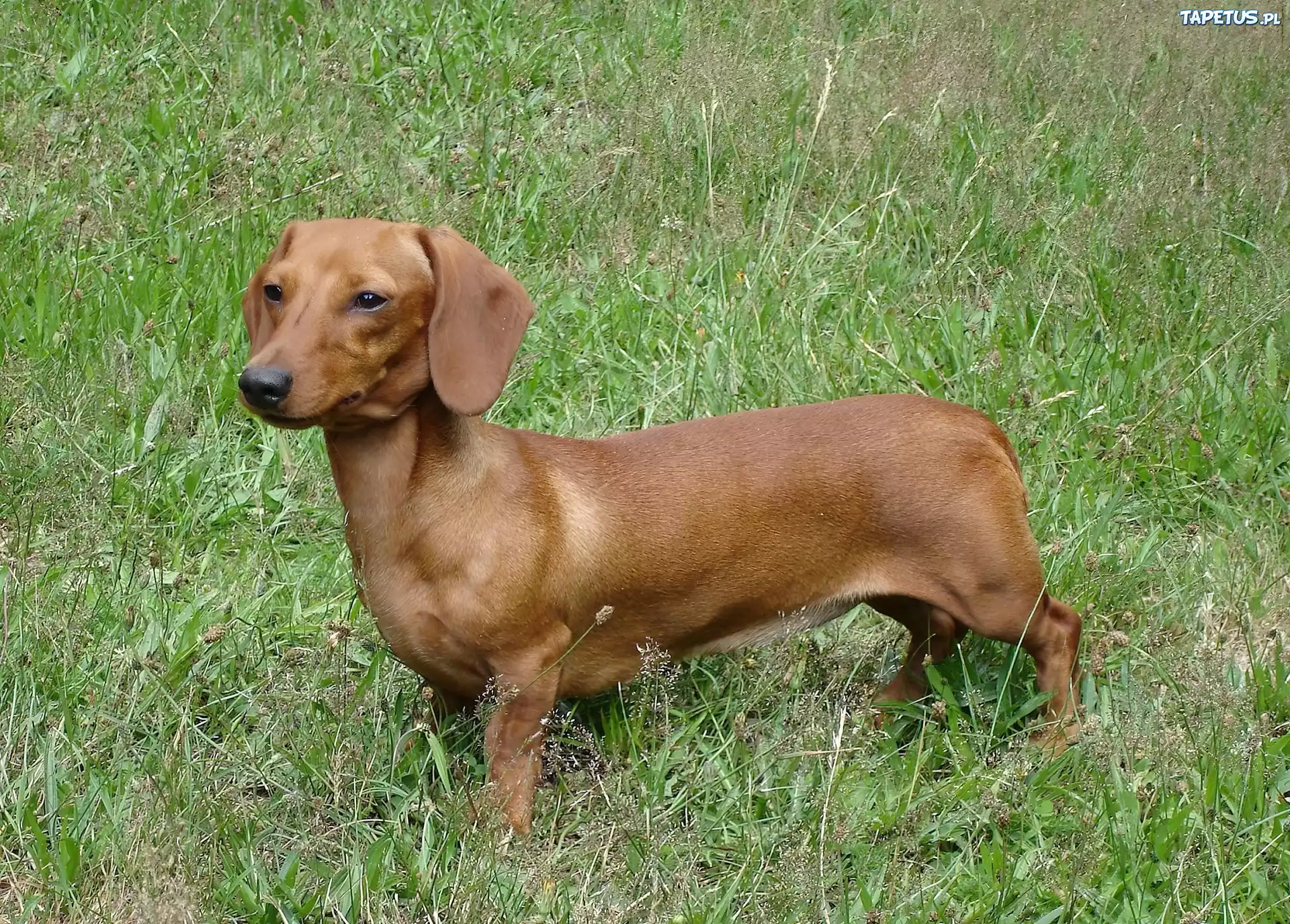 rudy, Jamnik krótkowłosy