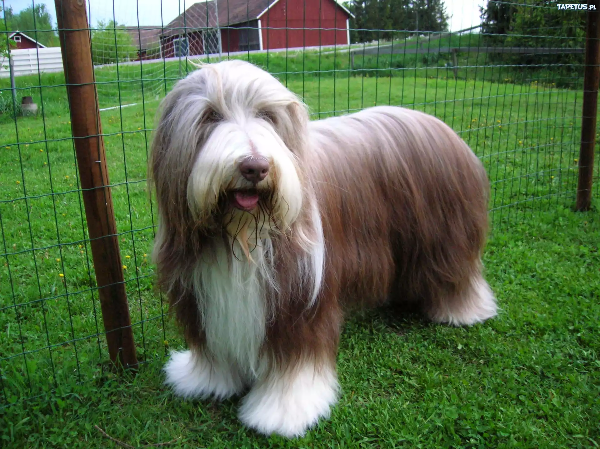 Zadbany, Bearded collie