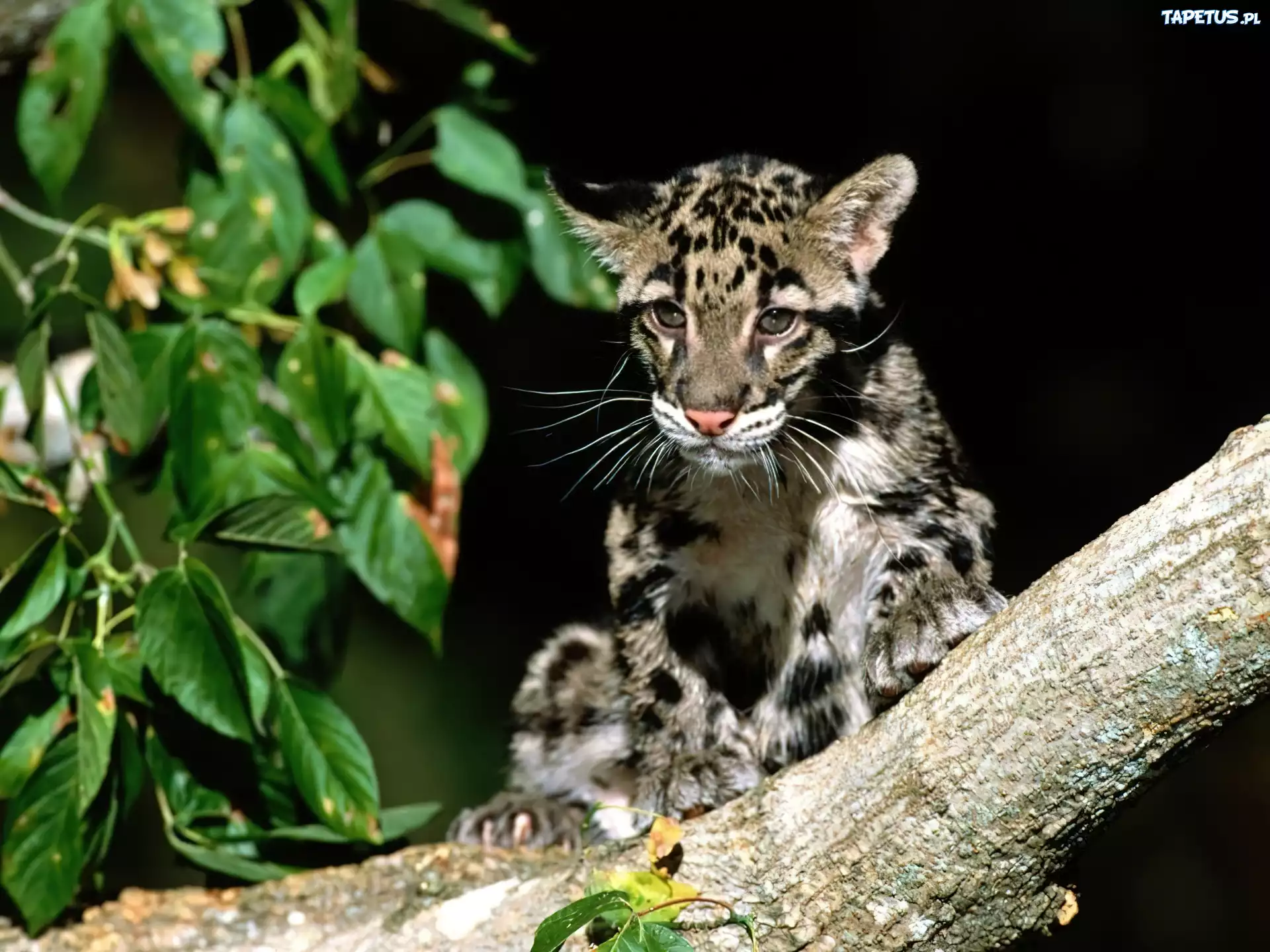 Отелло дикая кошка. Кошка - дымчатый леопард. Борнейский дымчатый леопард. Дымчатый леопард котенок. Дымчатый леопард меланист.