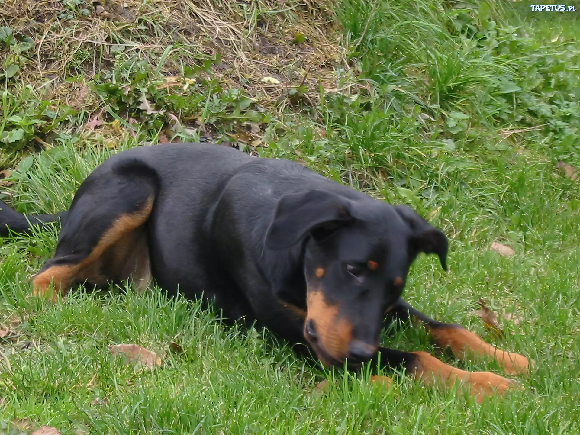 Czarny, Beauceron