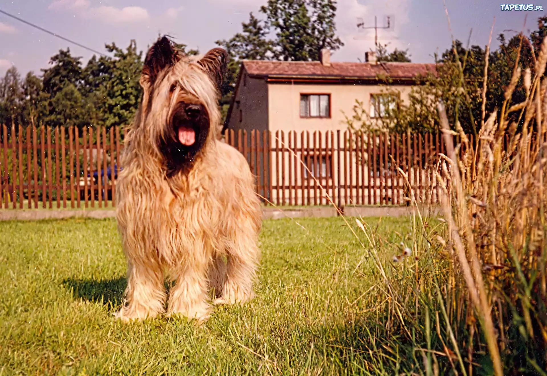 Owczarek francuski Briard