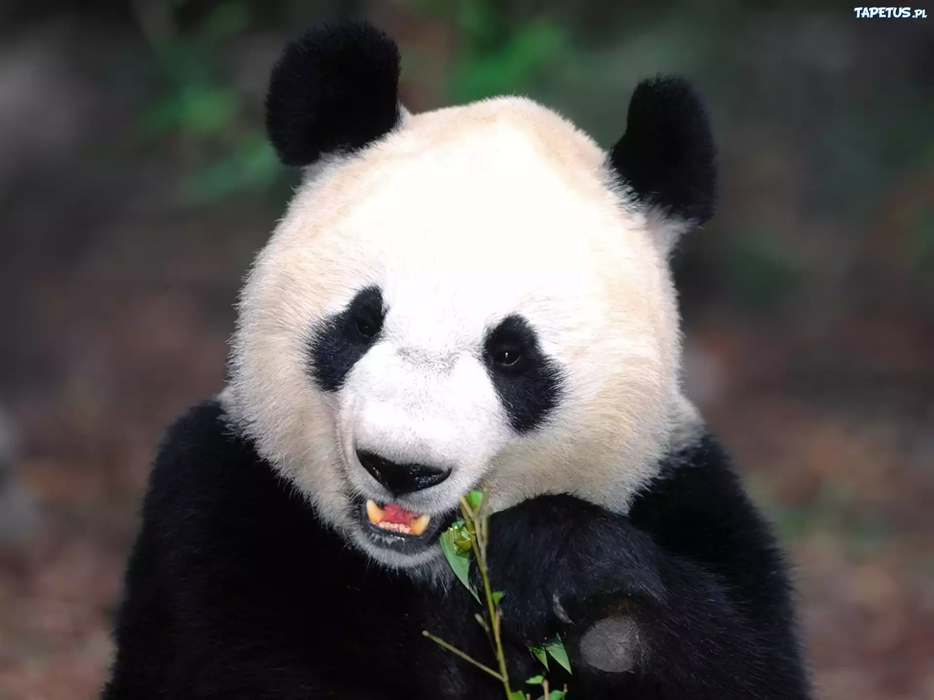 Mały Miś Panda