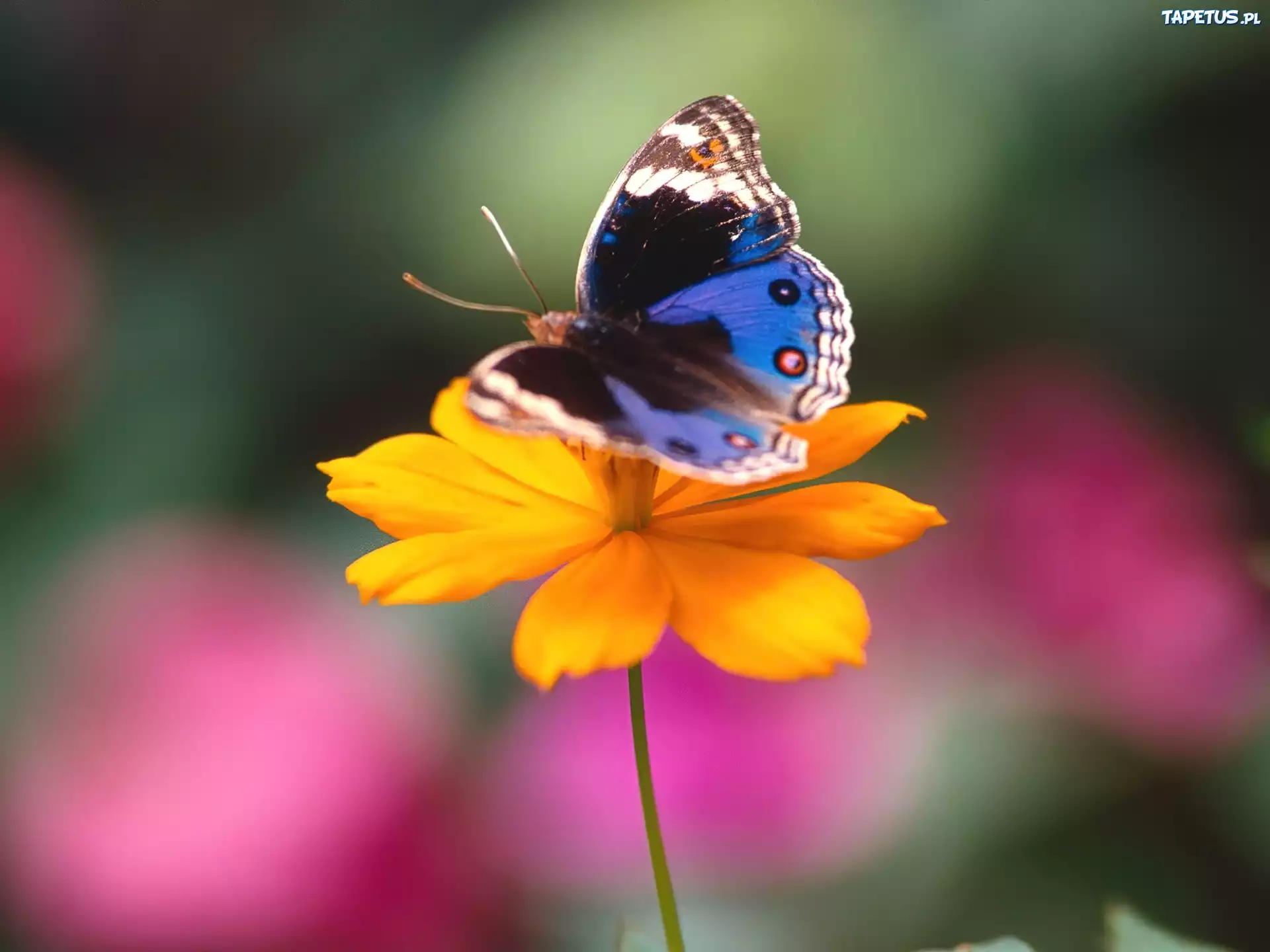 Kwiat, Motyl