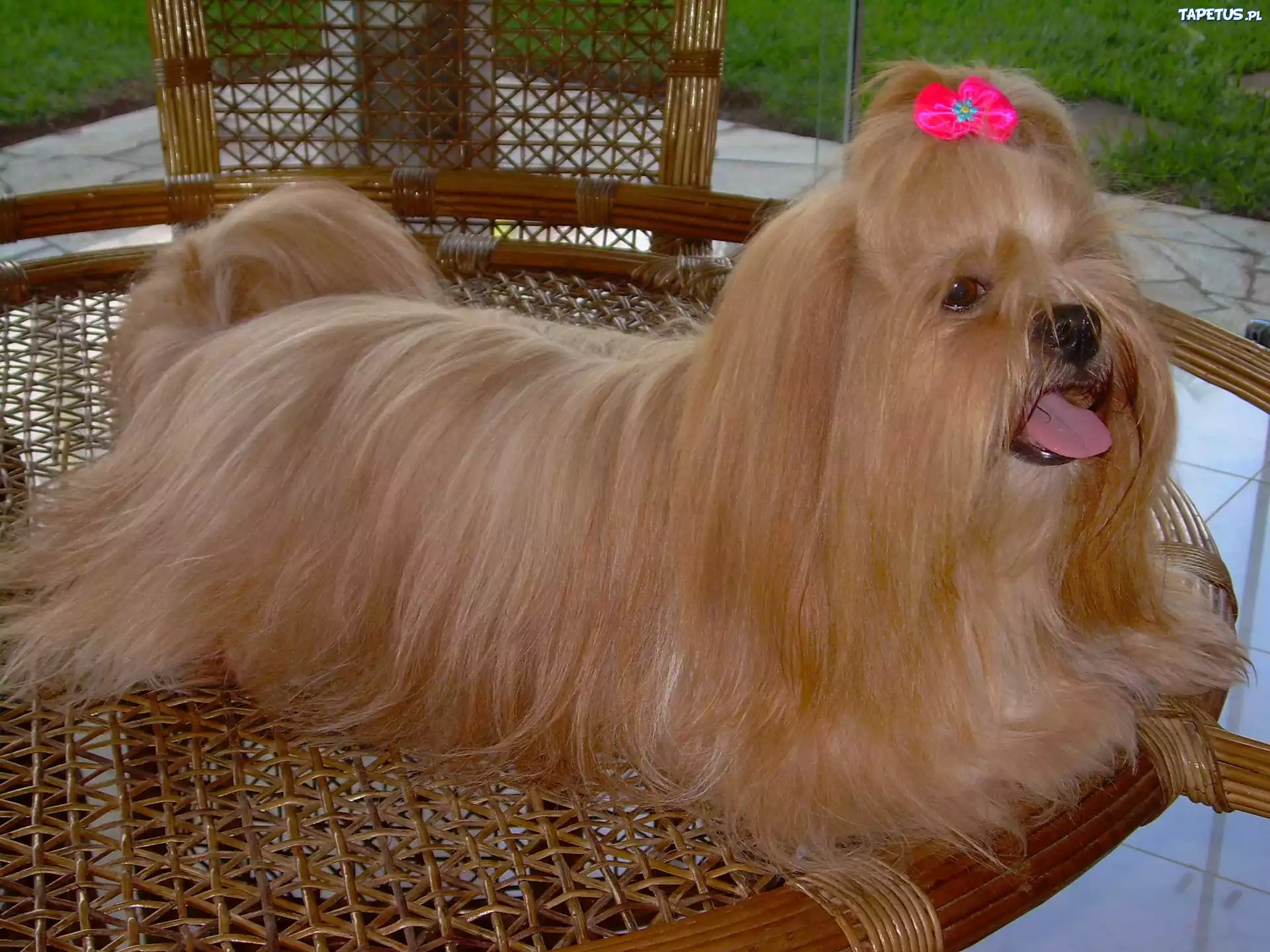 Lhasa Apso, kokardka