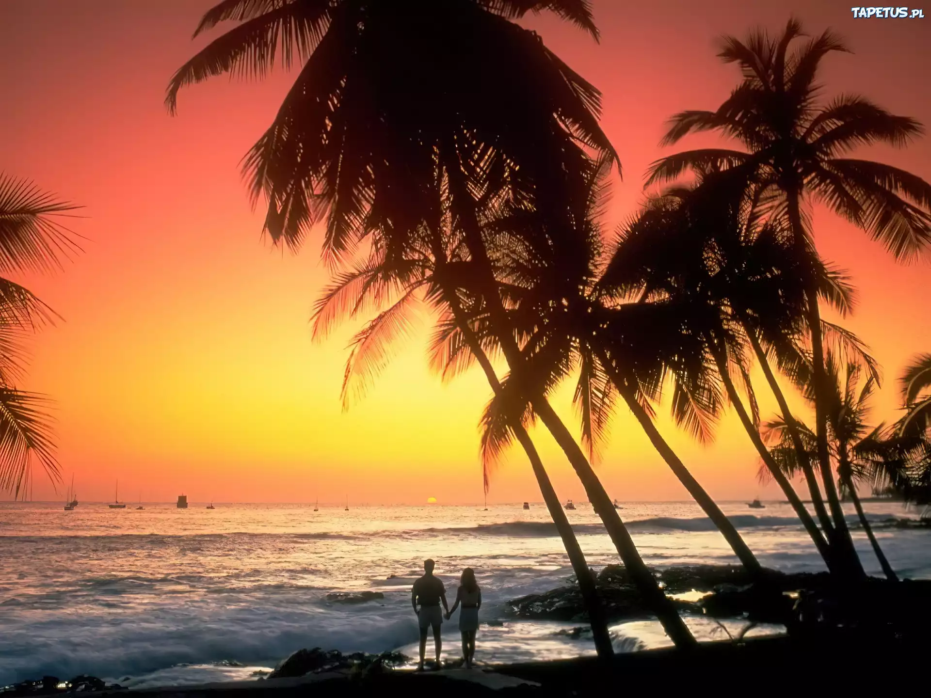 Hawaje, Palmy, Fale