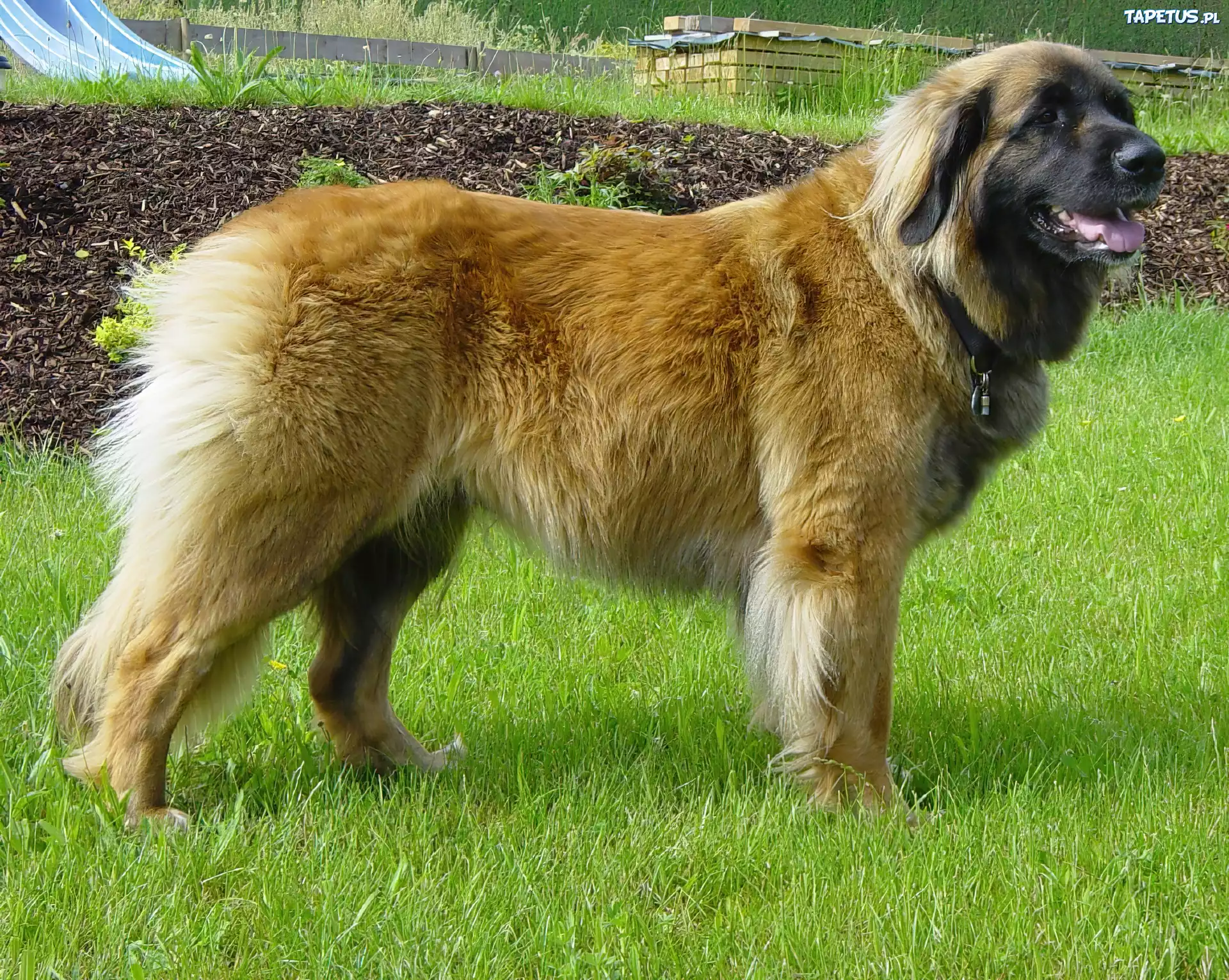 Leonberger, soczysta, trawa