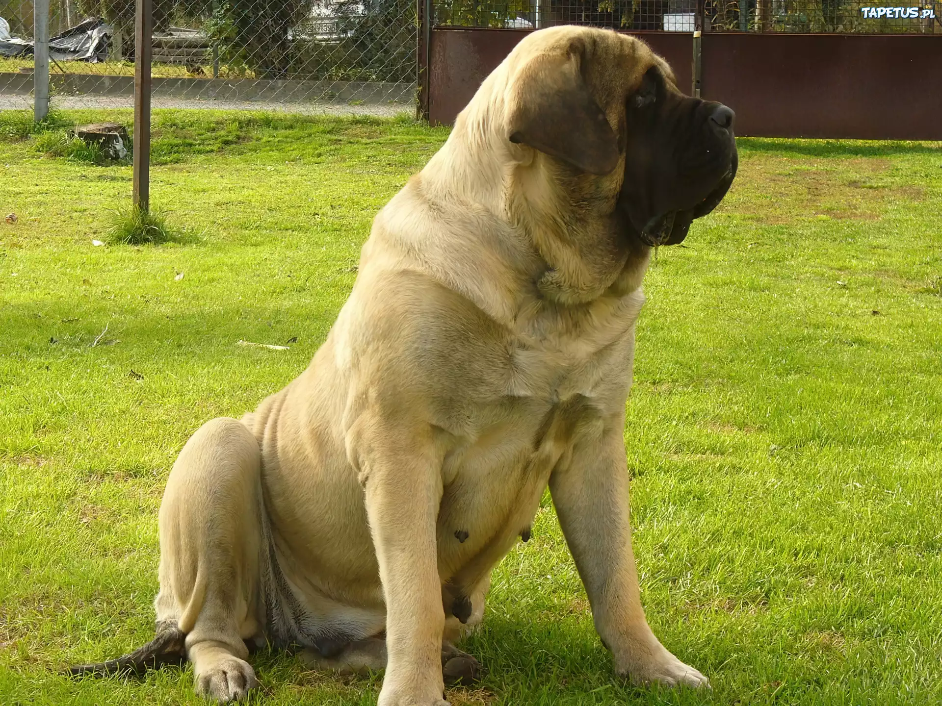 suka, Mastif angielski, Mastiff