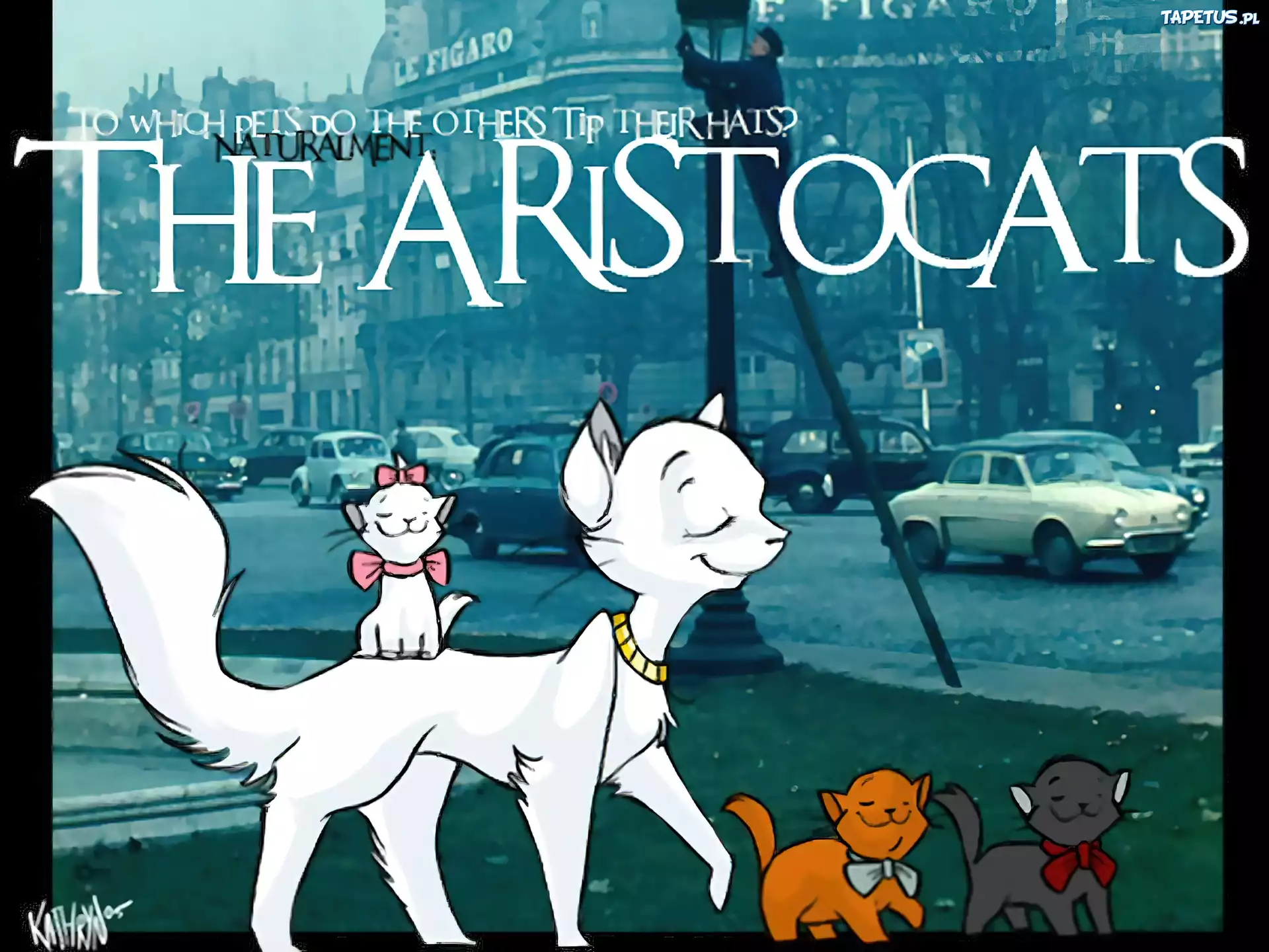 Aryskotraci, koty, miasto