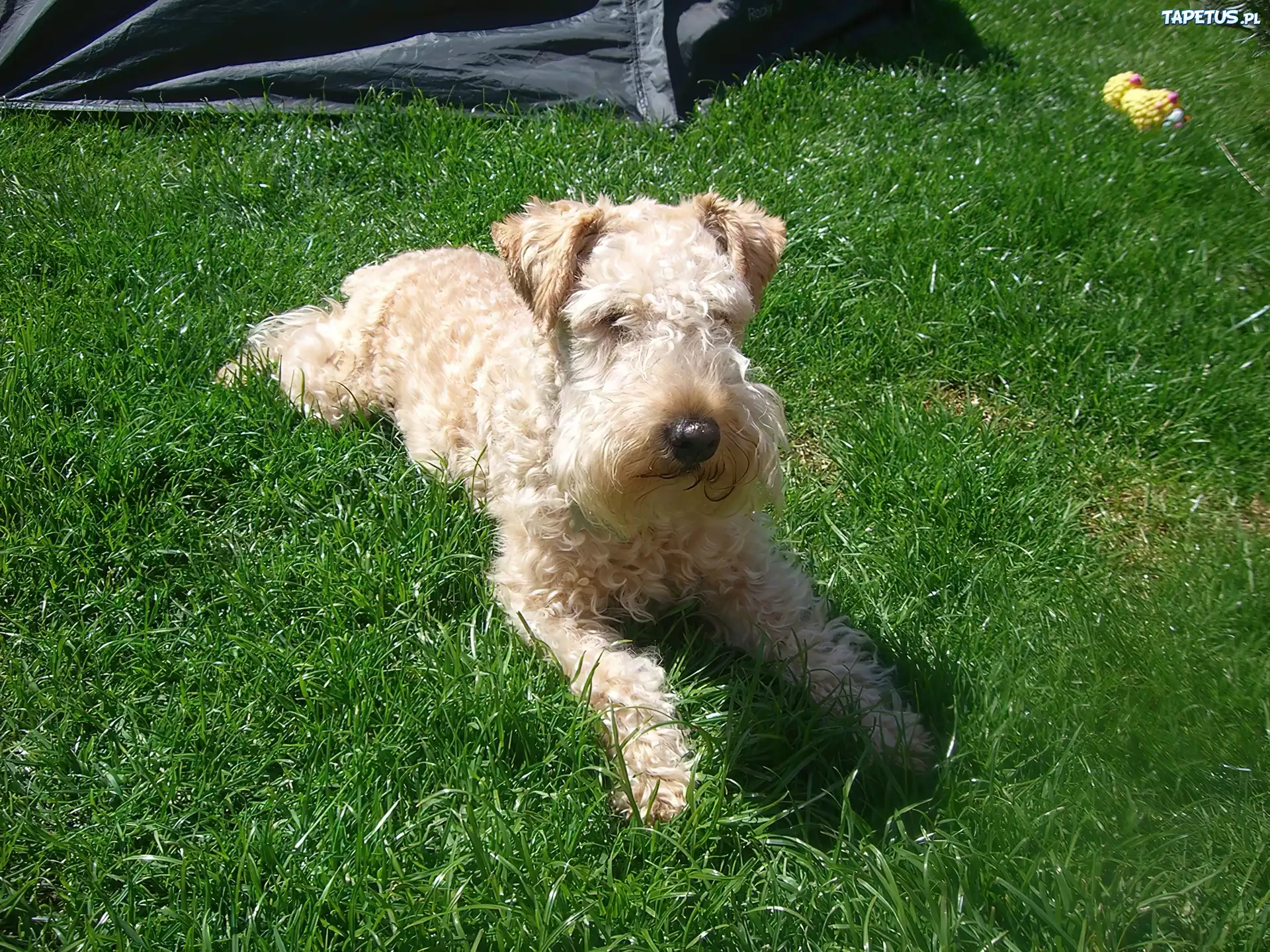 Lakeland Terrier, pszeniczne, umaszczenie