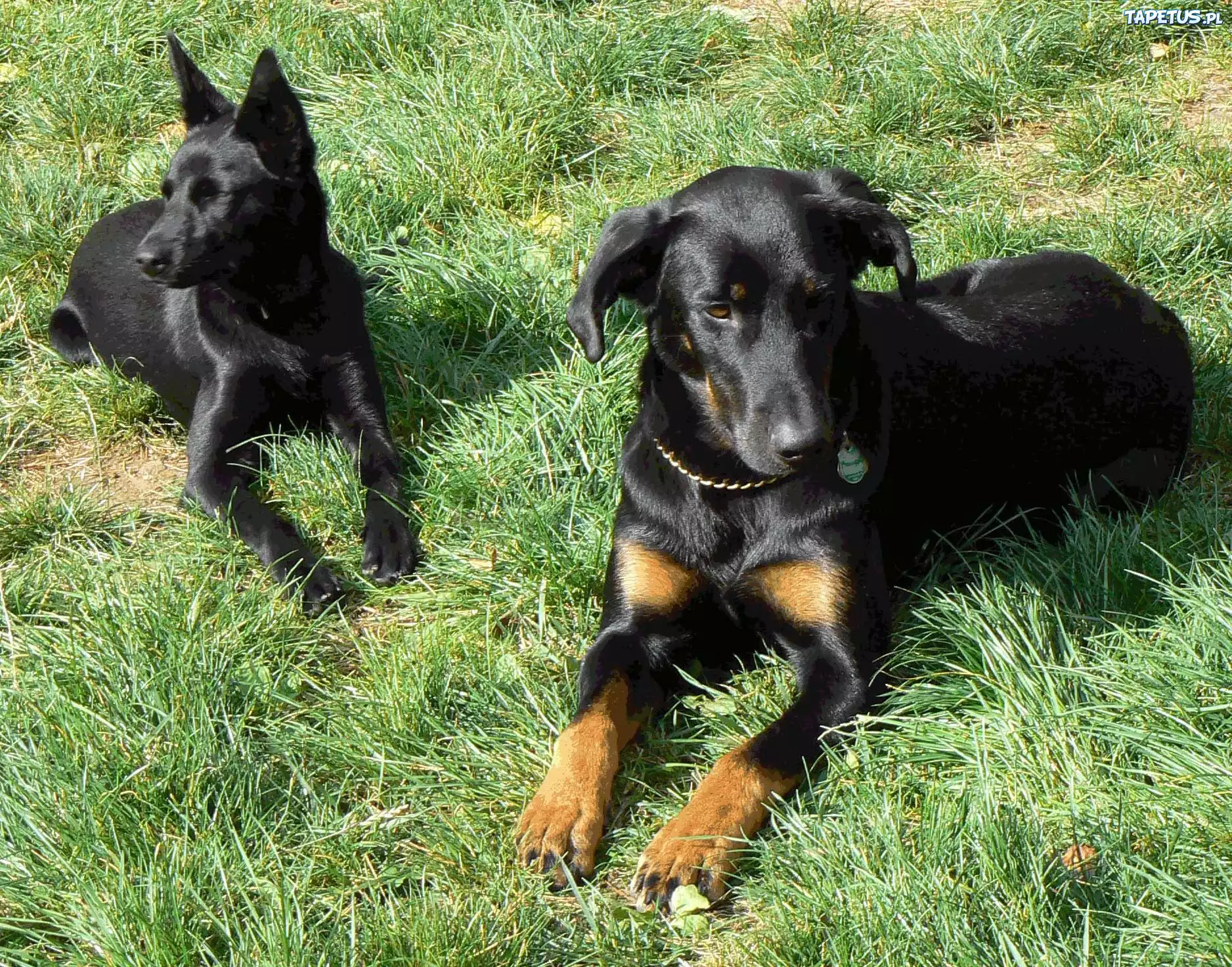 Beauceron