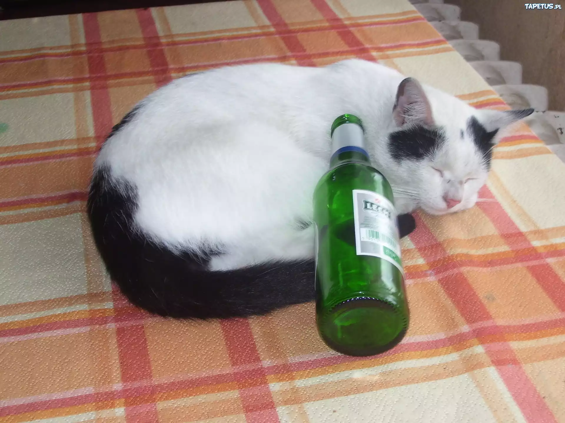 Kot,piwo Lech