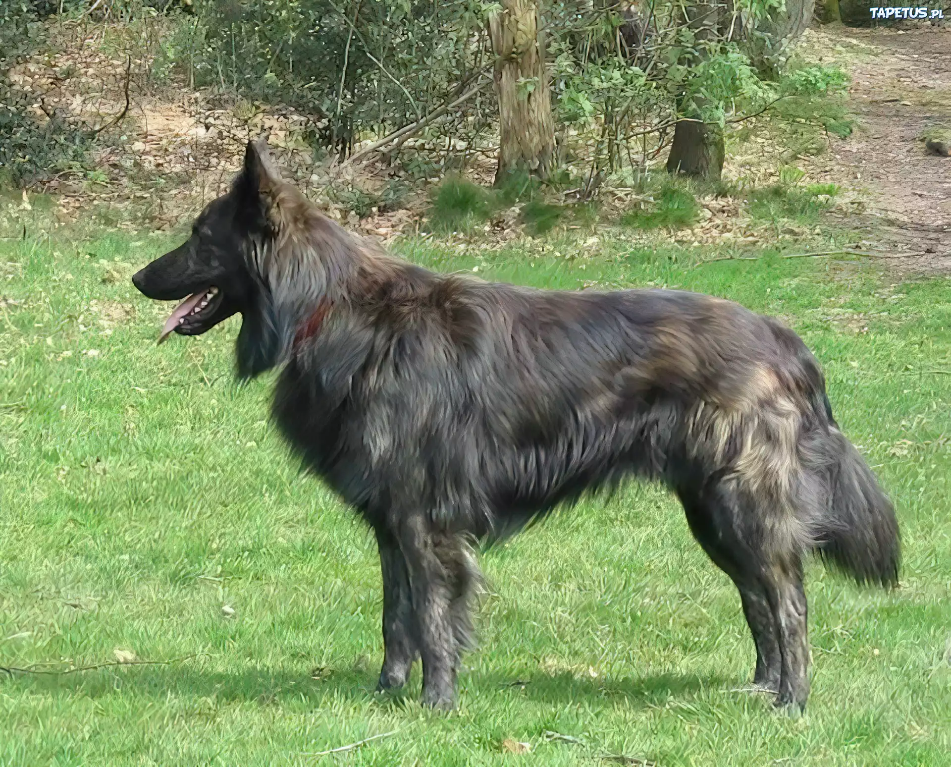 Owczarek holenderski, trawa