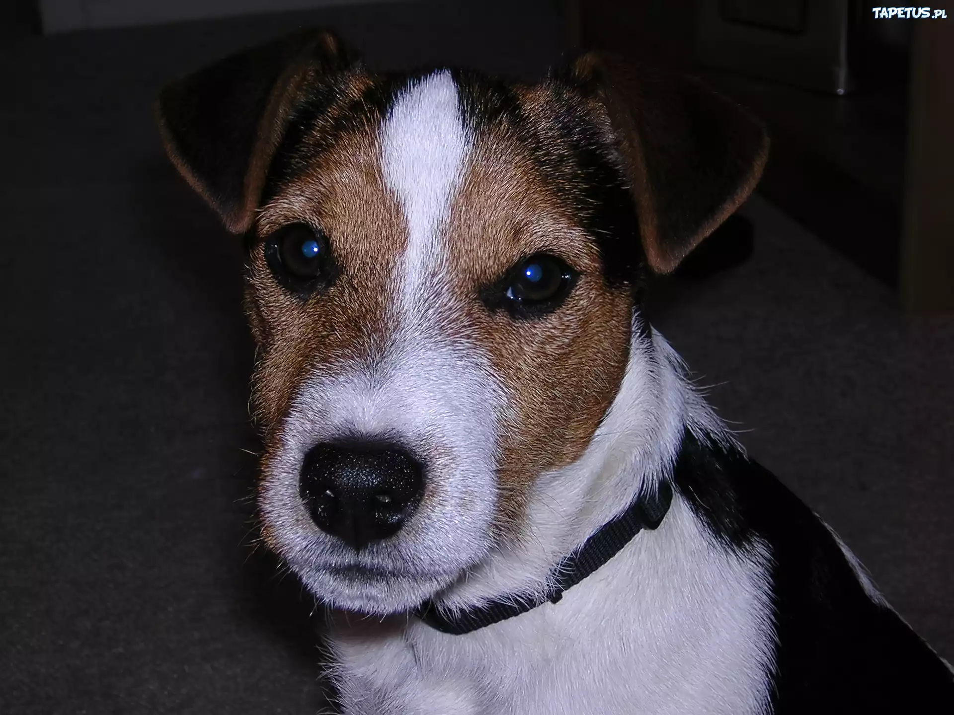 głowa, Jack Russell Terriera