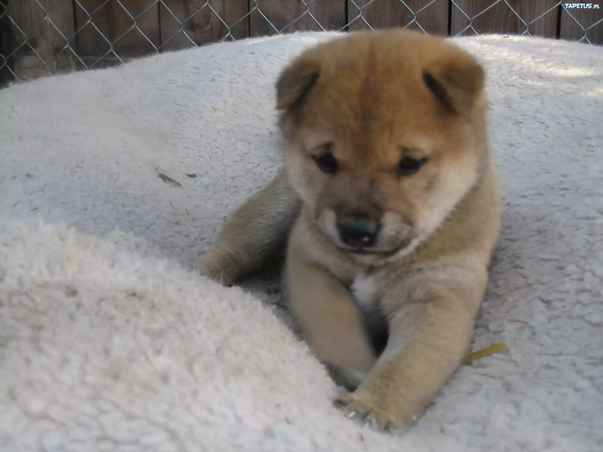 słodki, szczeniak, Shiba inu, płot