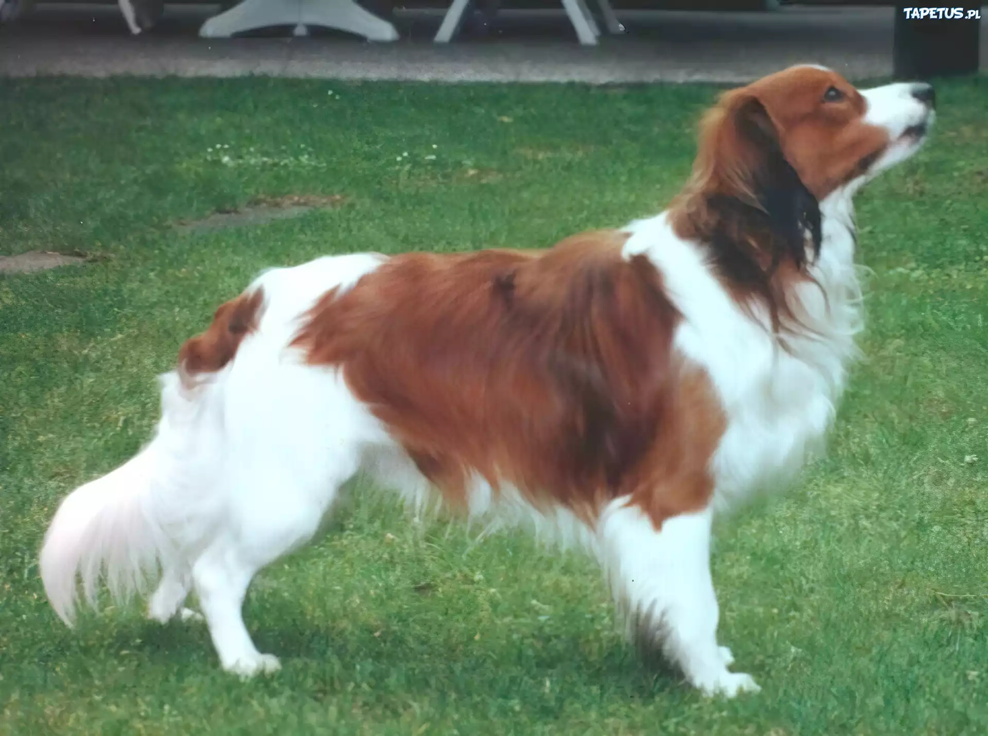 dorosły, Płochacz holenderski, Kooikerhondje, trawa