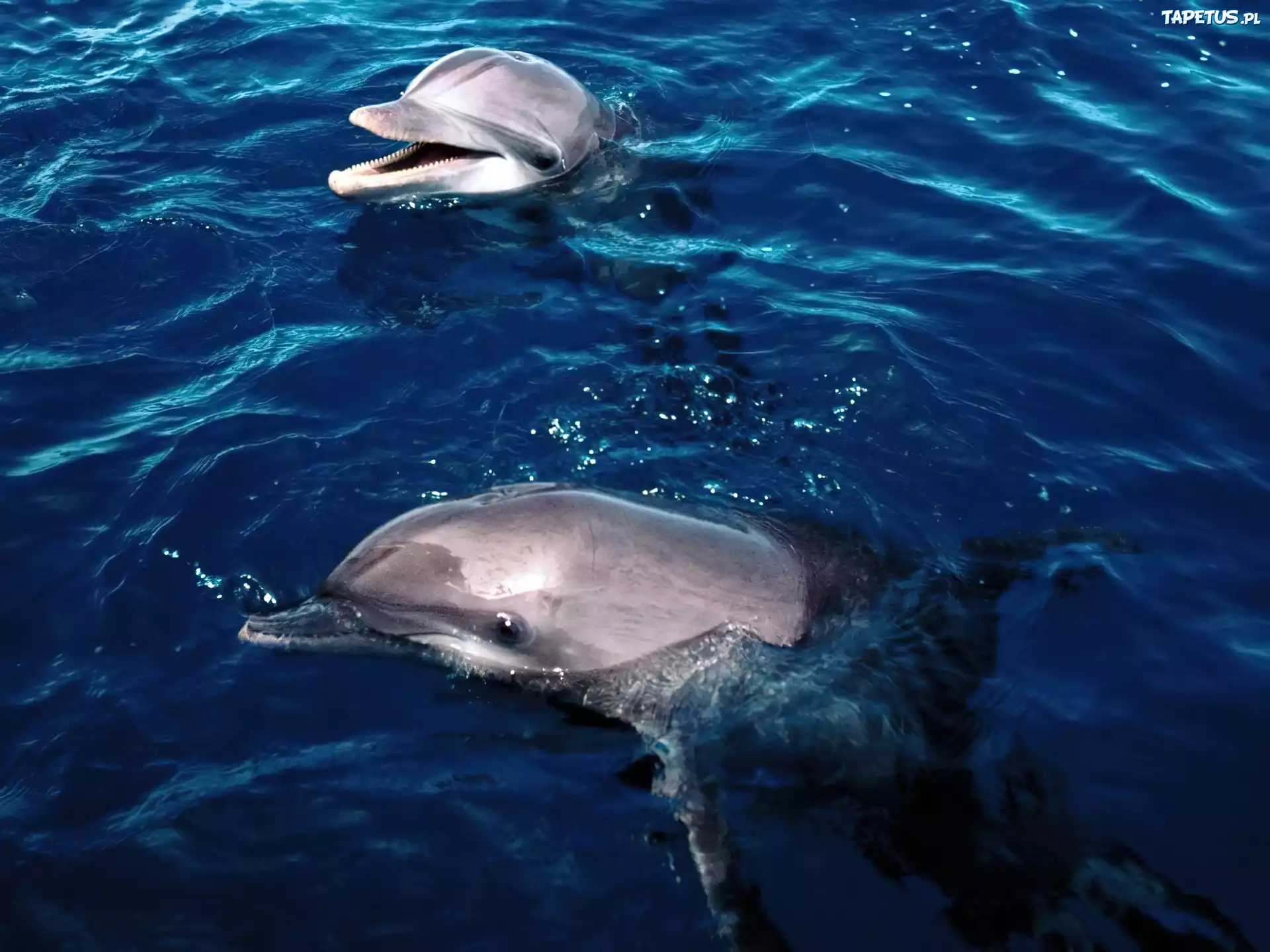Delfiny