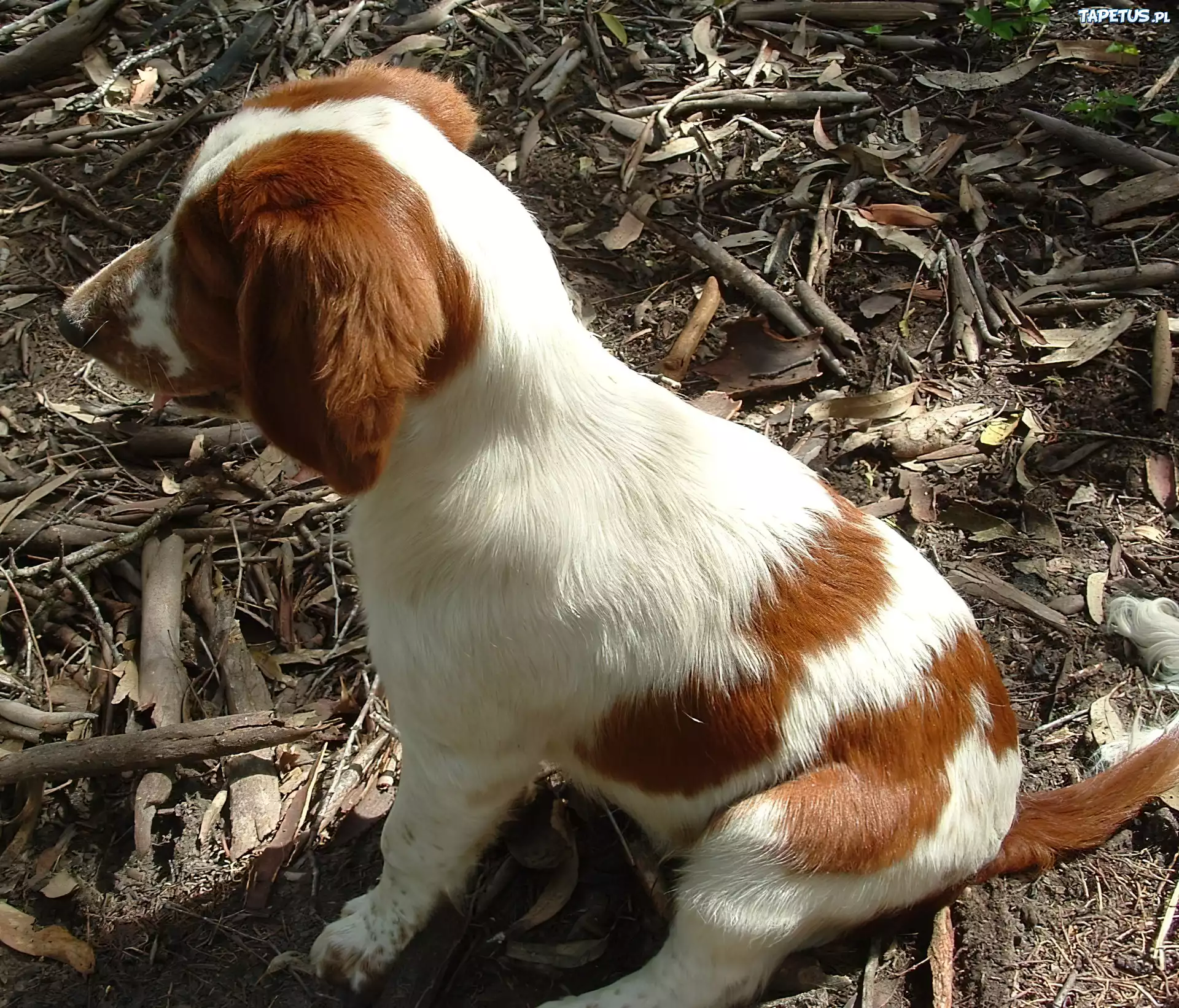 szczeniak, Springer spaniel walijski