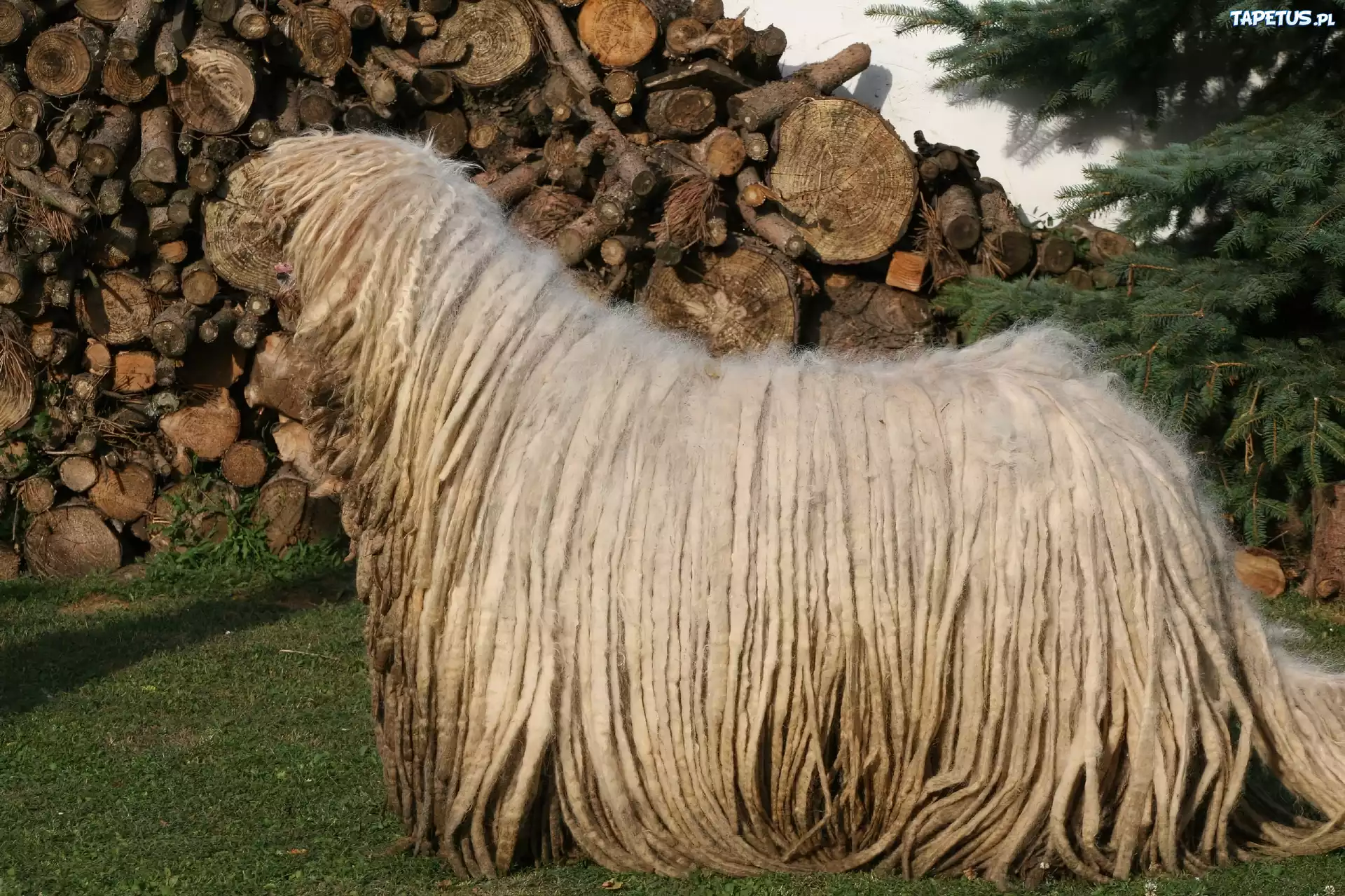 Komondor, drewno