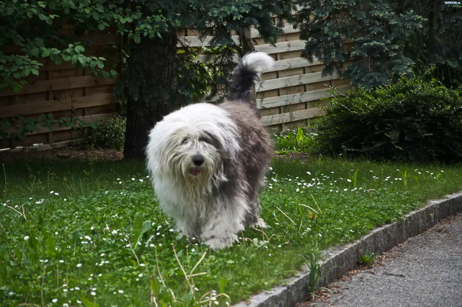Owczarek staroangielski Bobtail, trawnik