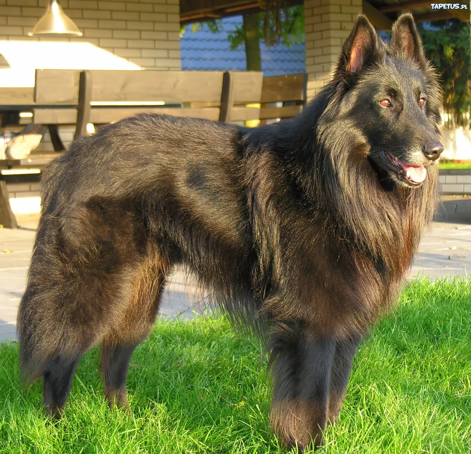 Piękny, Owczarek belgijski Tervueren