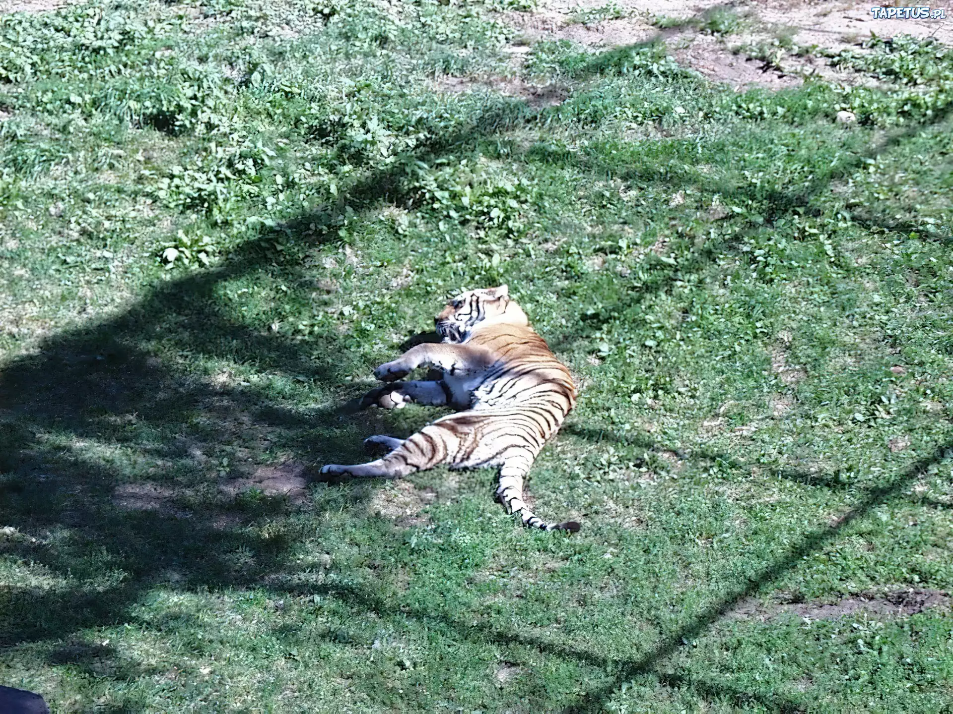 Tygrys, łąka, zoo