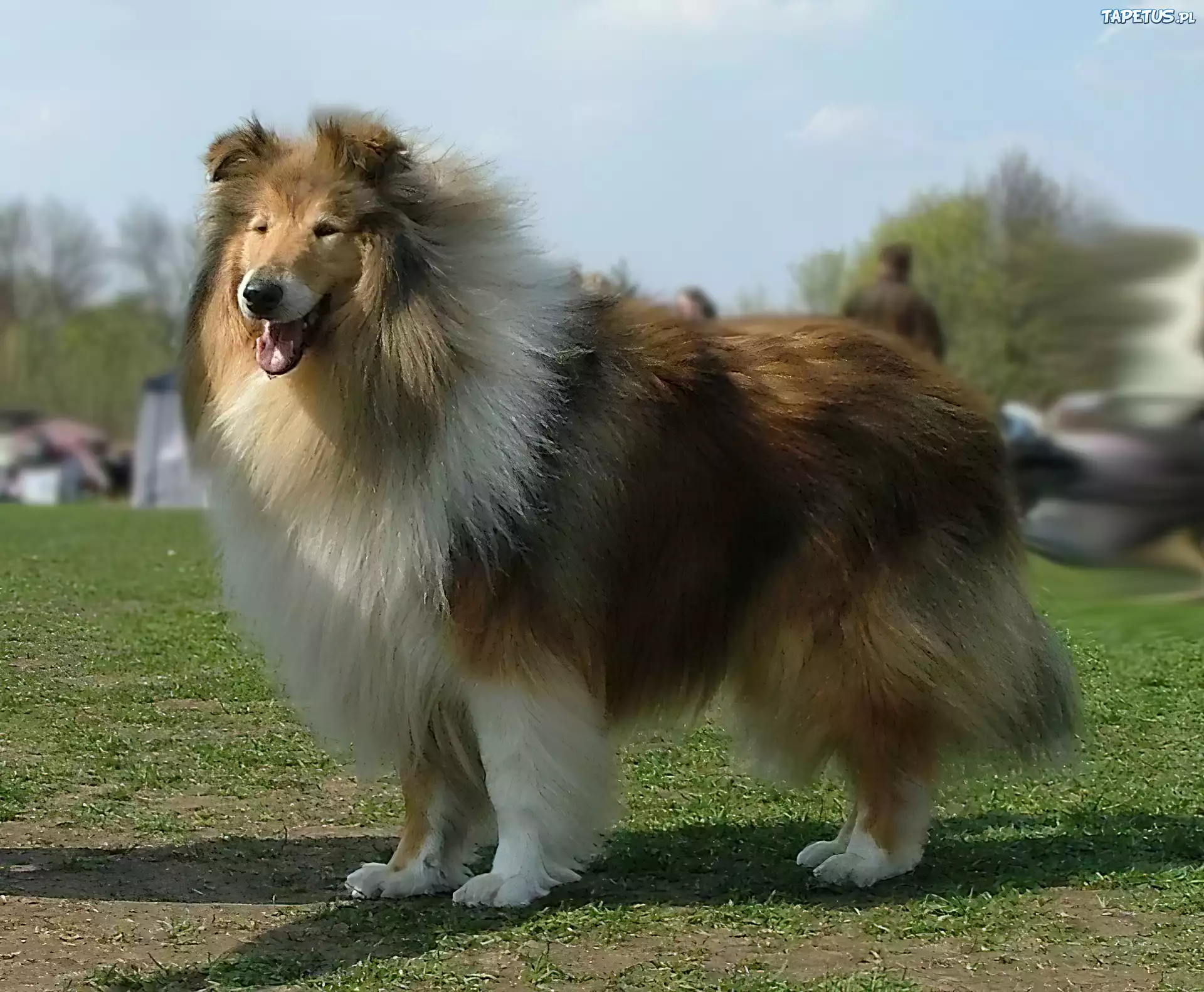Długowłosy, Collie