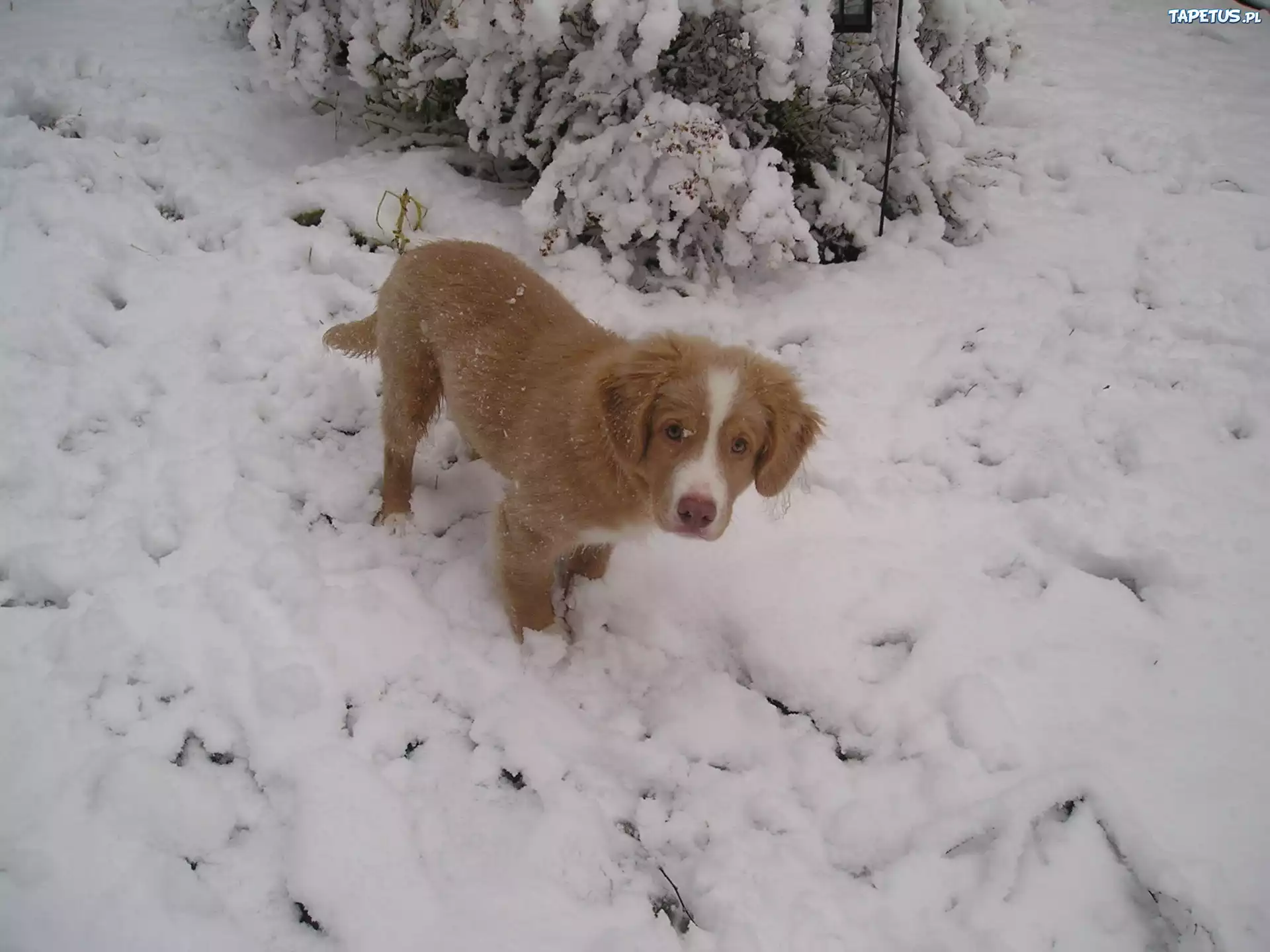 Retriever z Nowej Szkocji, Szczeniak, śnieg