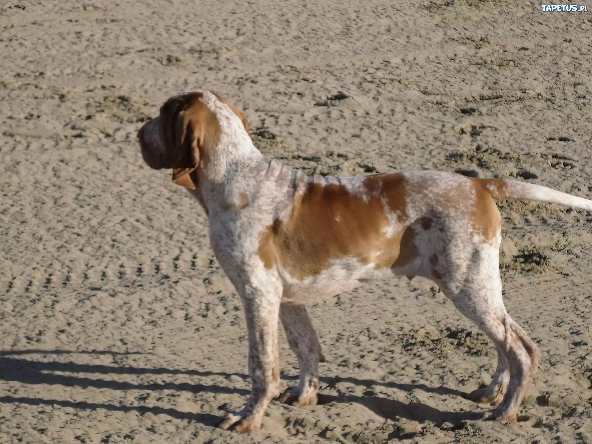 Wyżeł włoski krótkowłosy, Bracco italiano, piasek