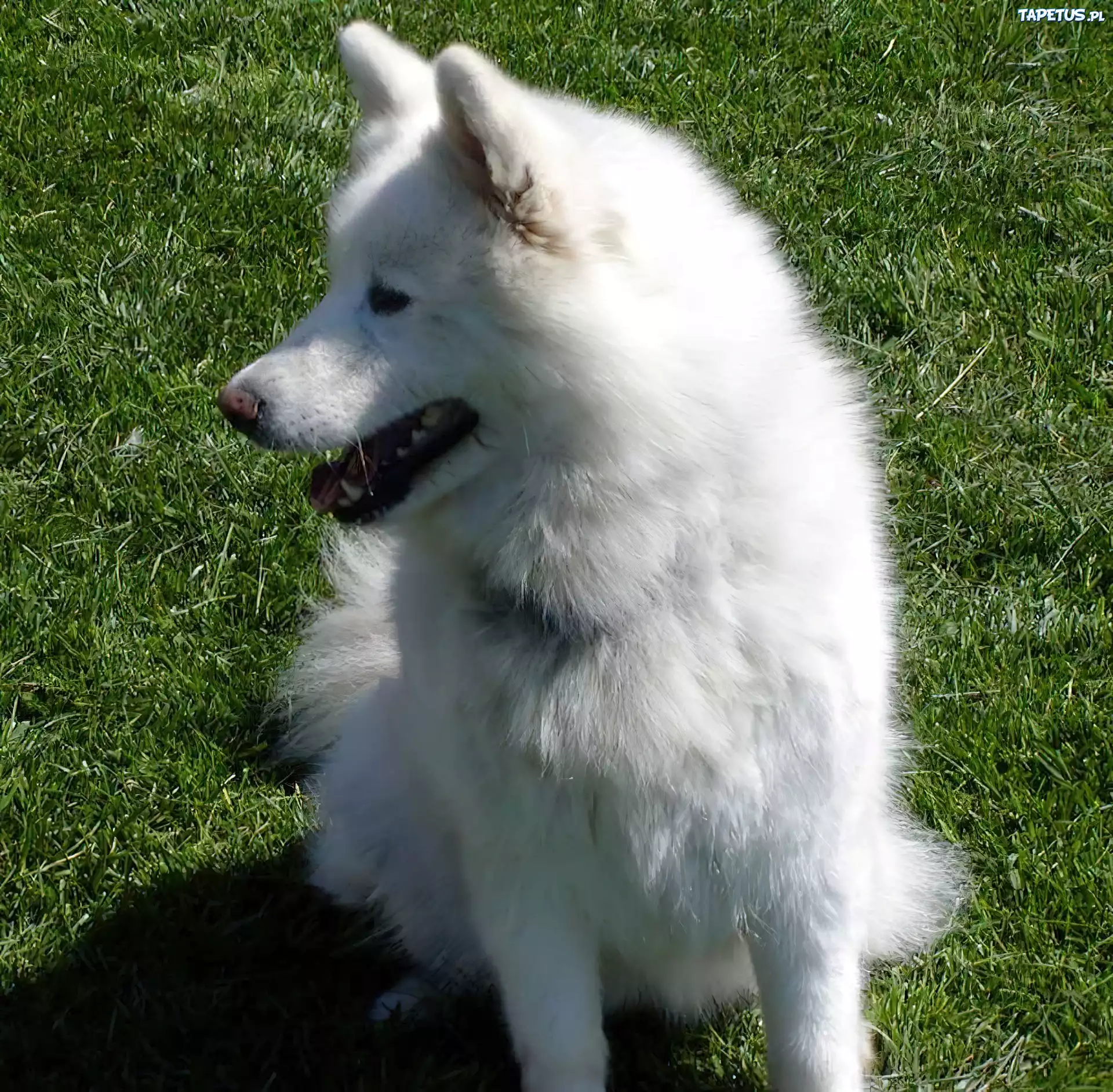 postawione, uszy, Samojed