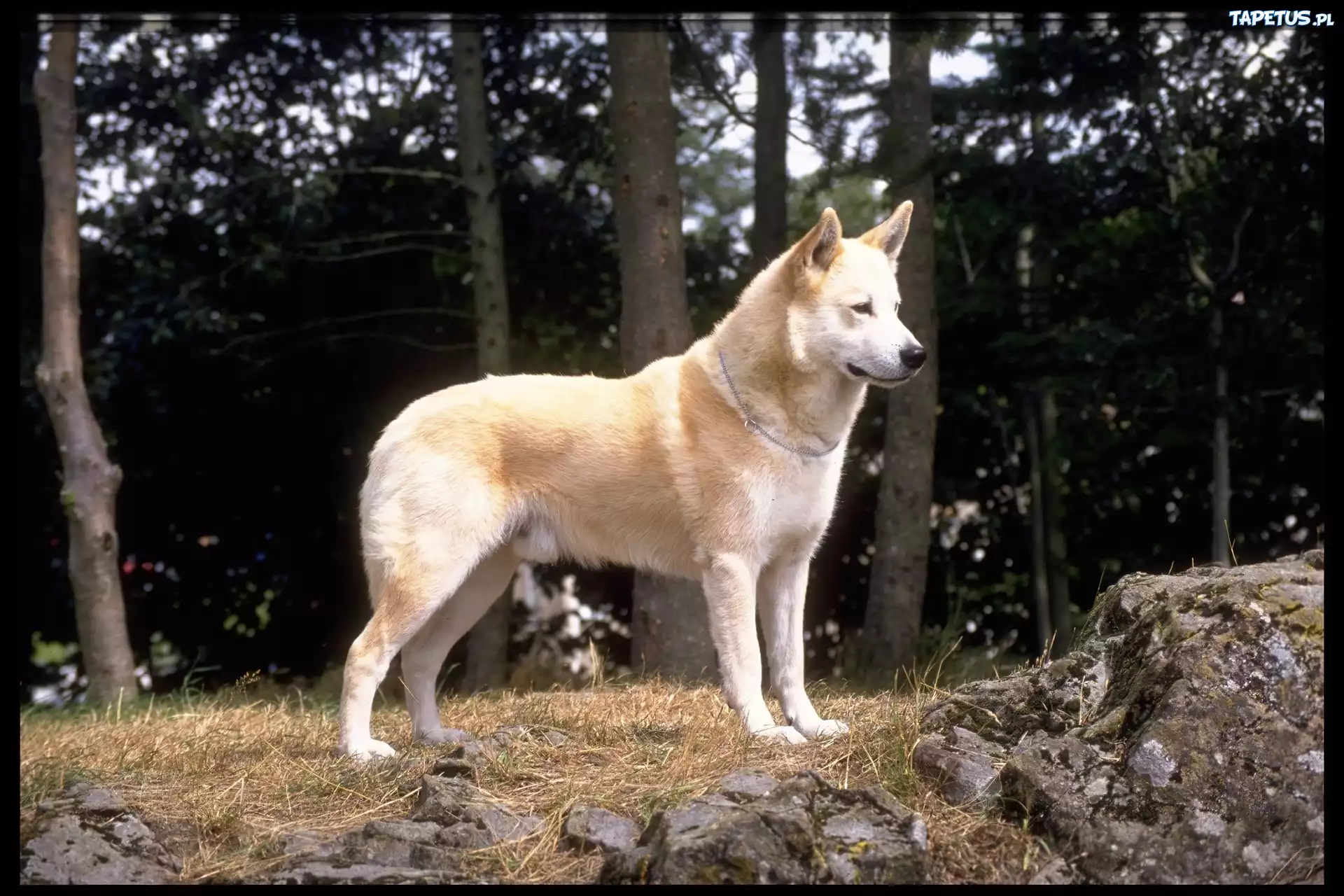Hokkaido, las