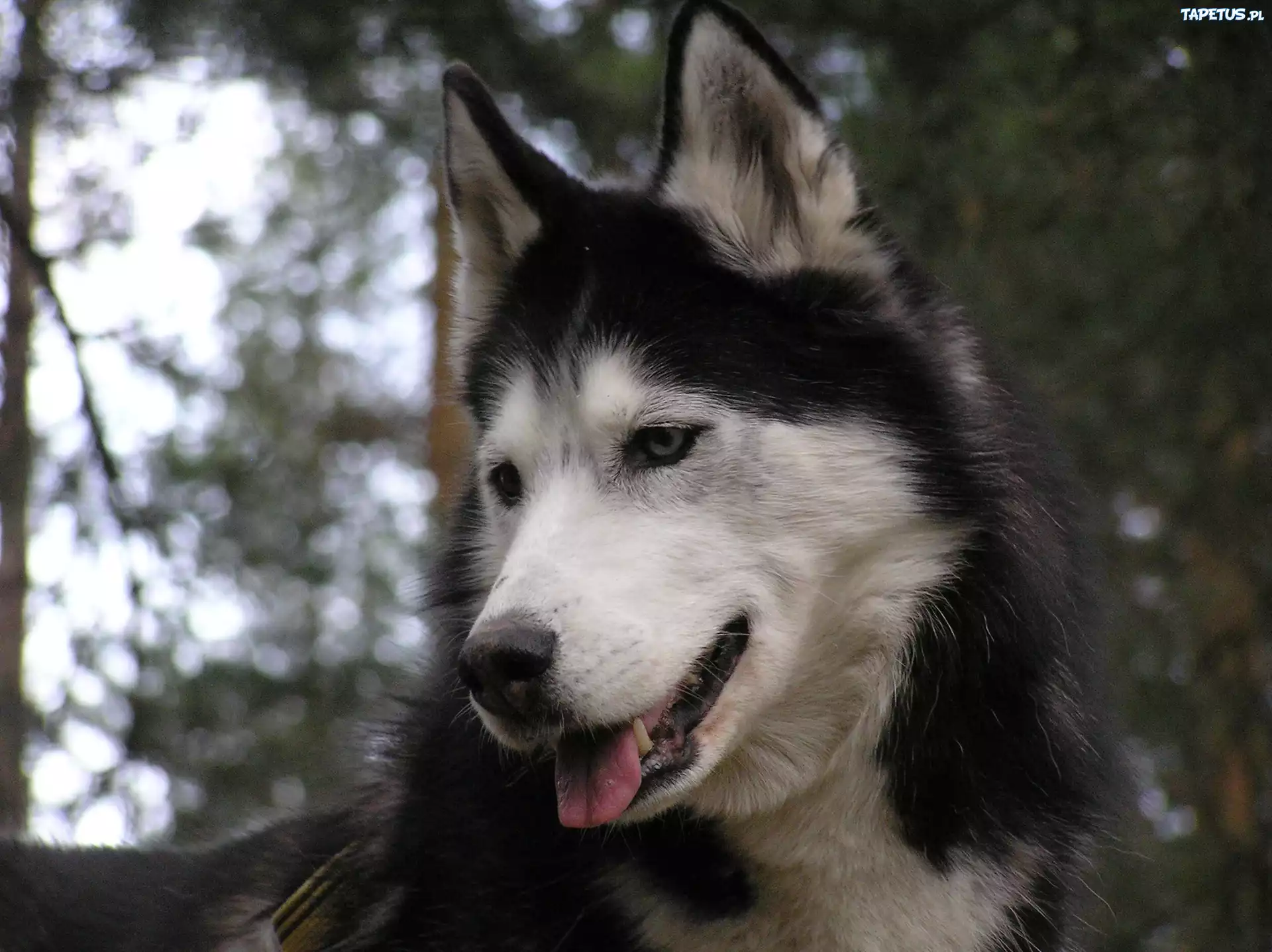 postawione, uszy, Siberian Husky