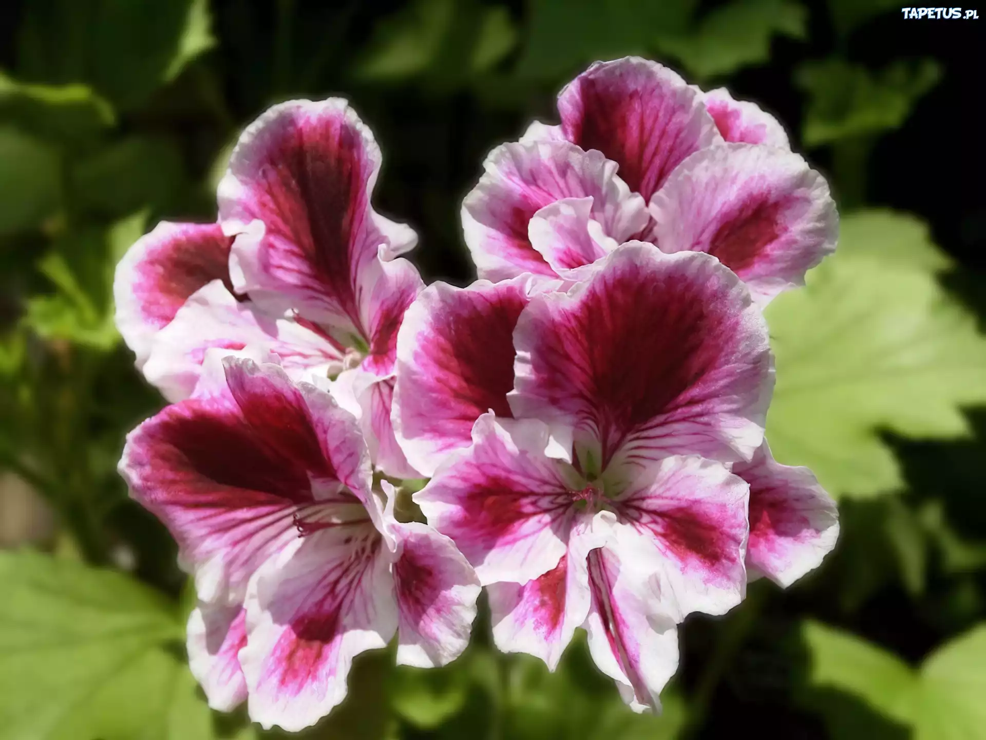 Pelargonia, różowa, angielska