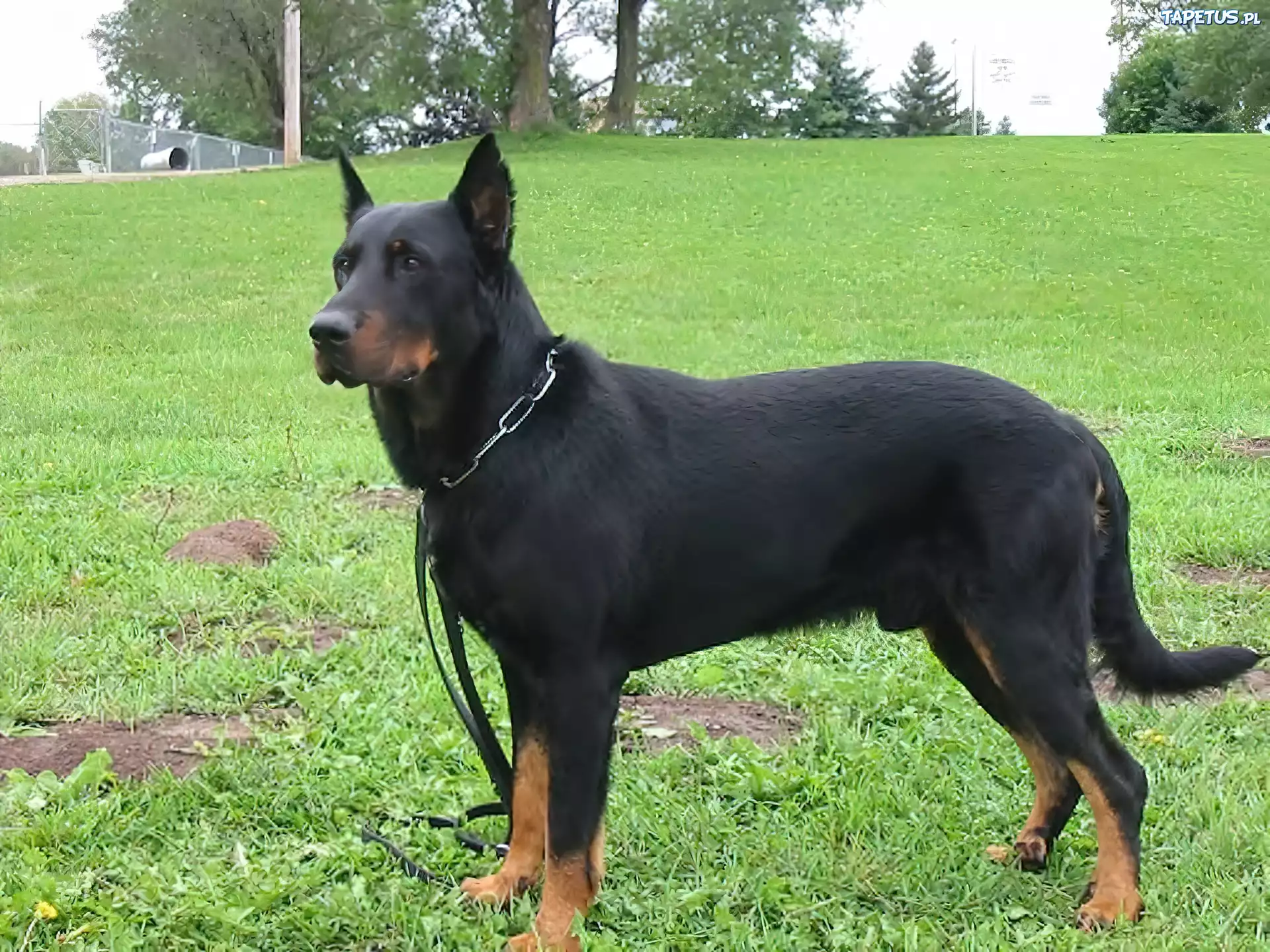 Owczarek francuski Beauceron, trawa