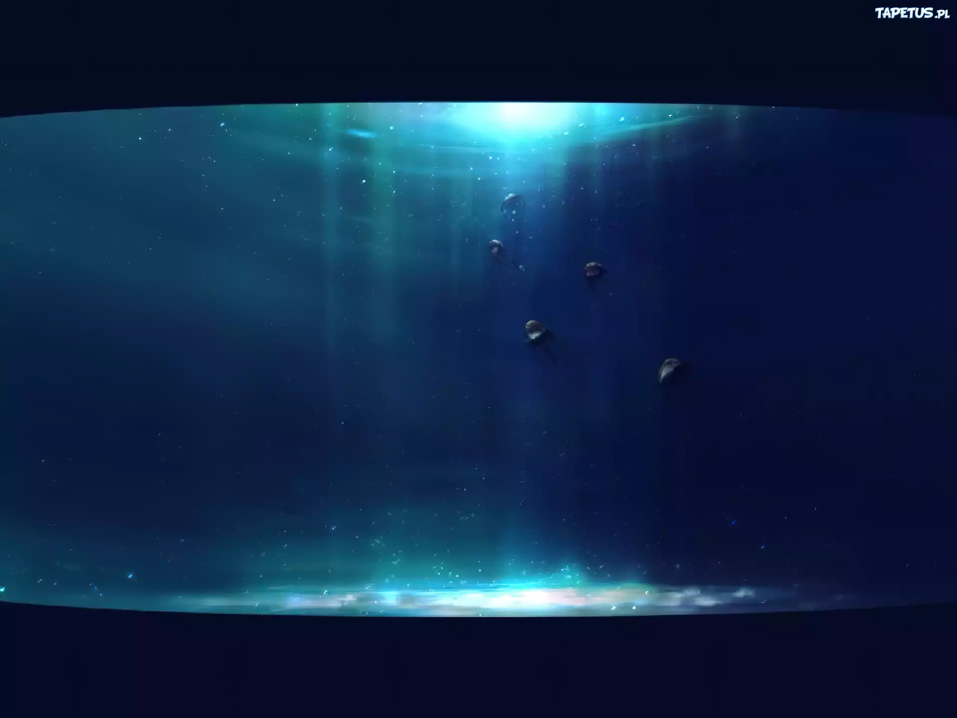 3D, Wektorowa,meduzy, woda