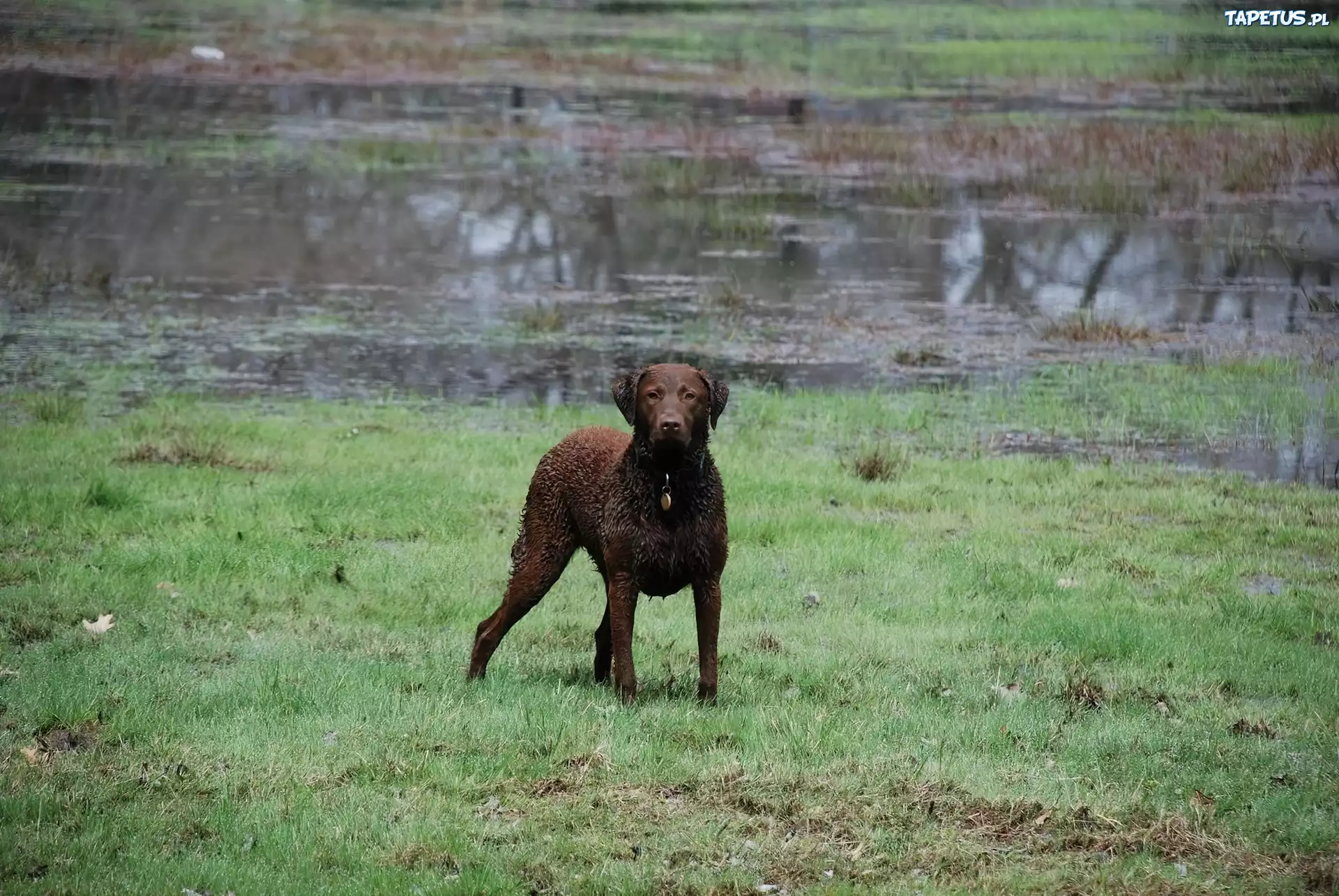 Mokry, Chesapeake Bay retriever