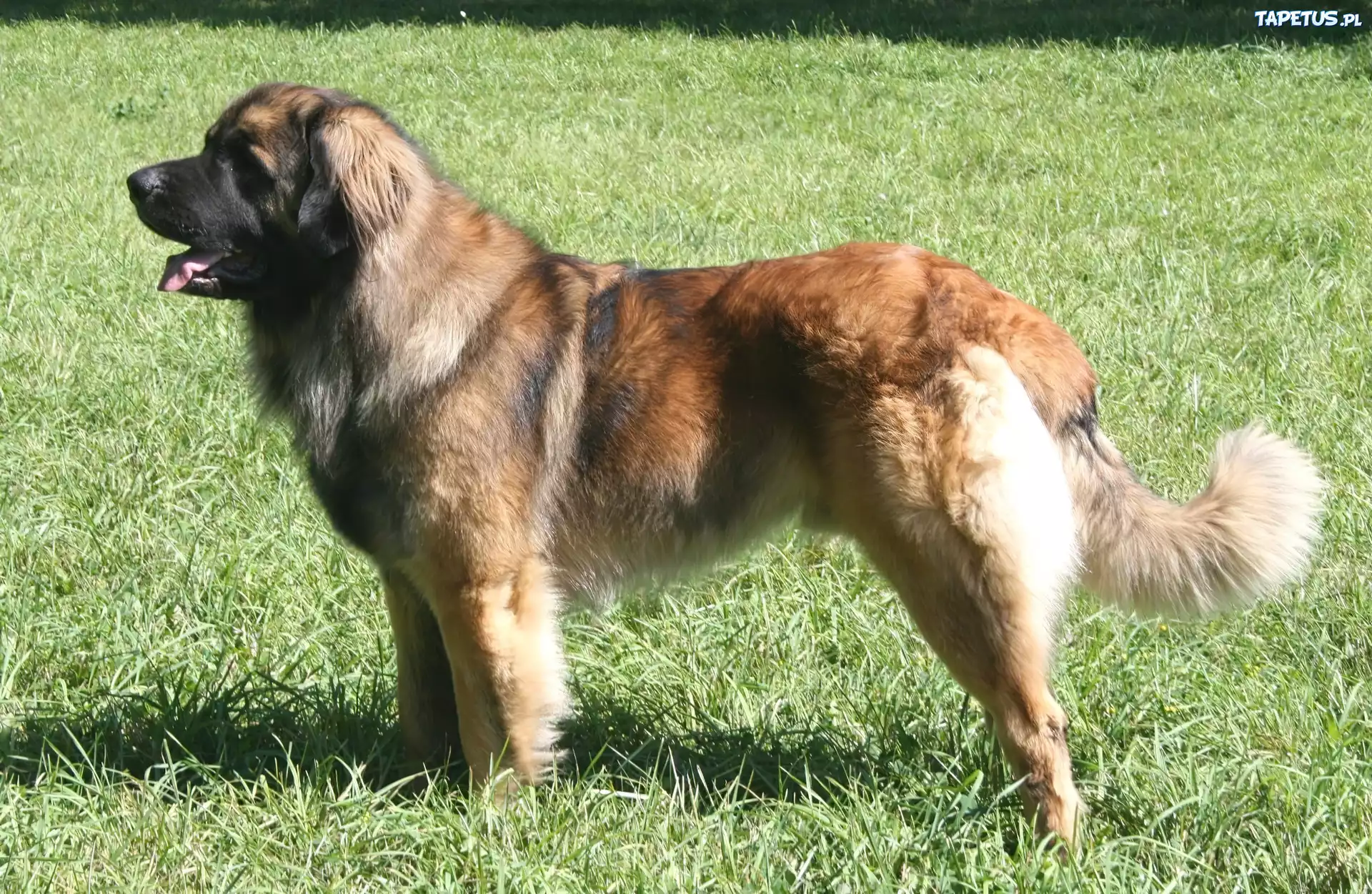 Leonberger, trawa