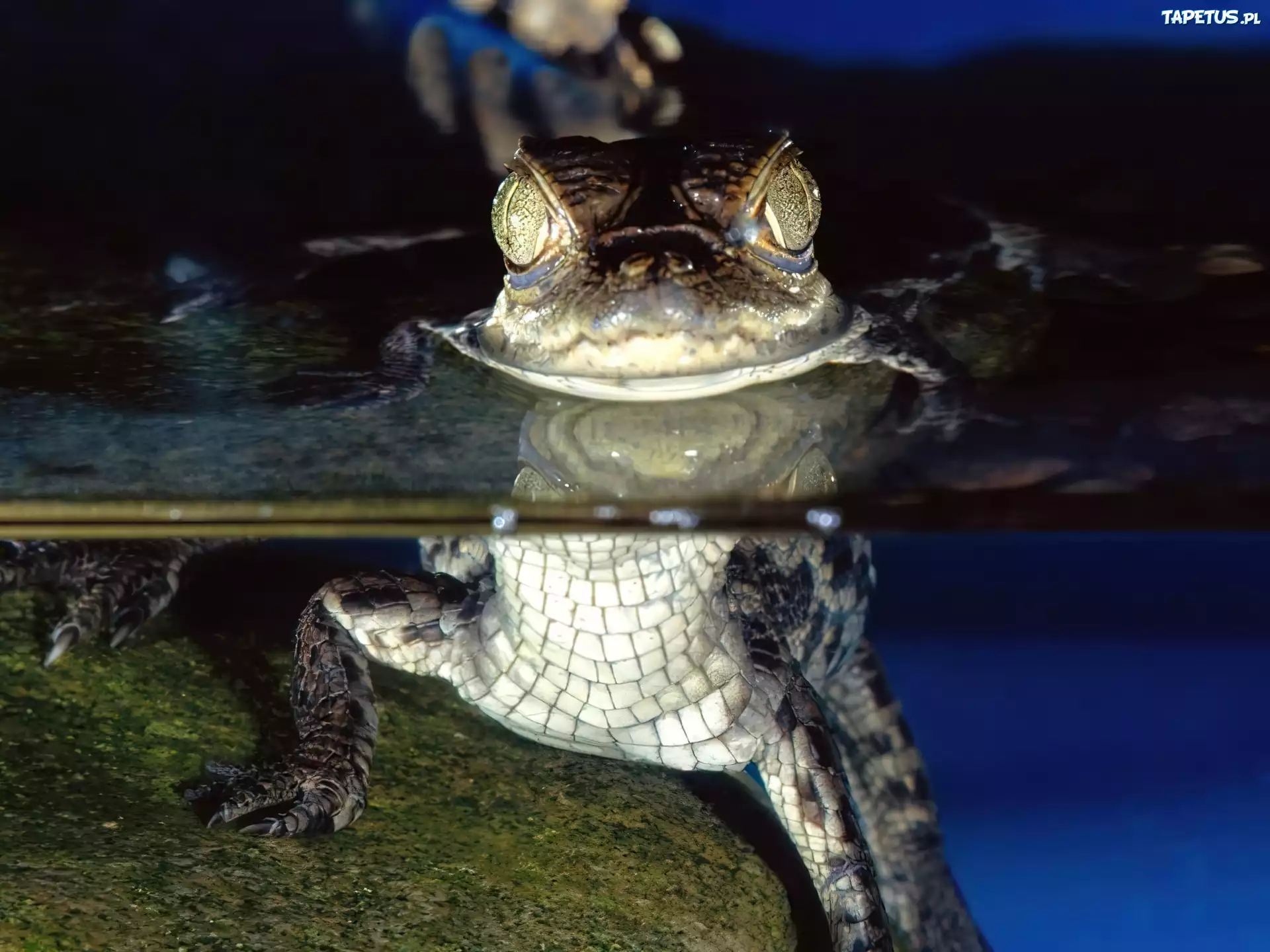Krokodyl