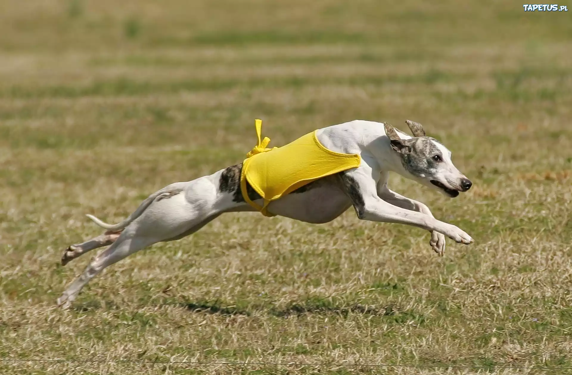 Whippet, żółte, ubranko