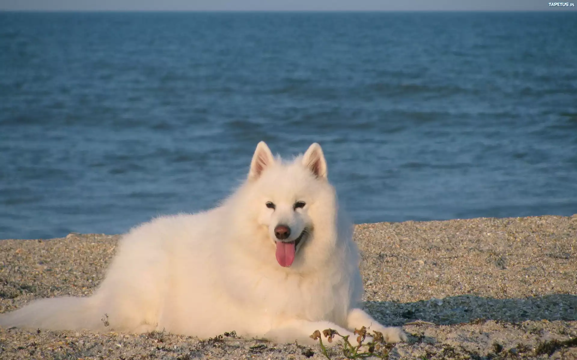 Samojed, język, niebieska, woda