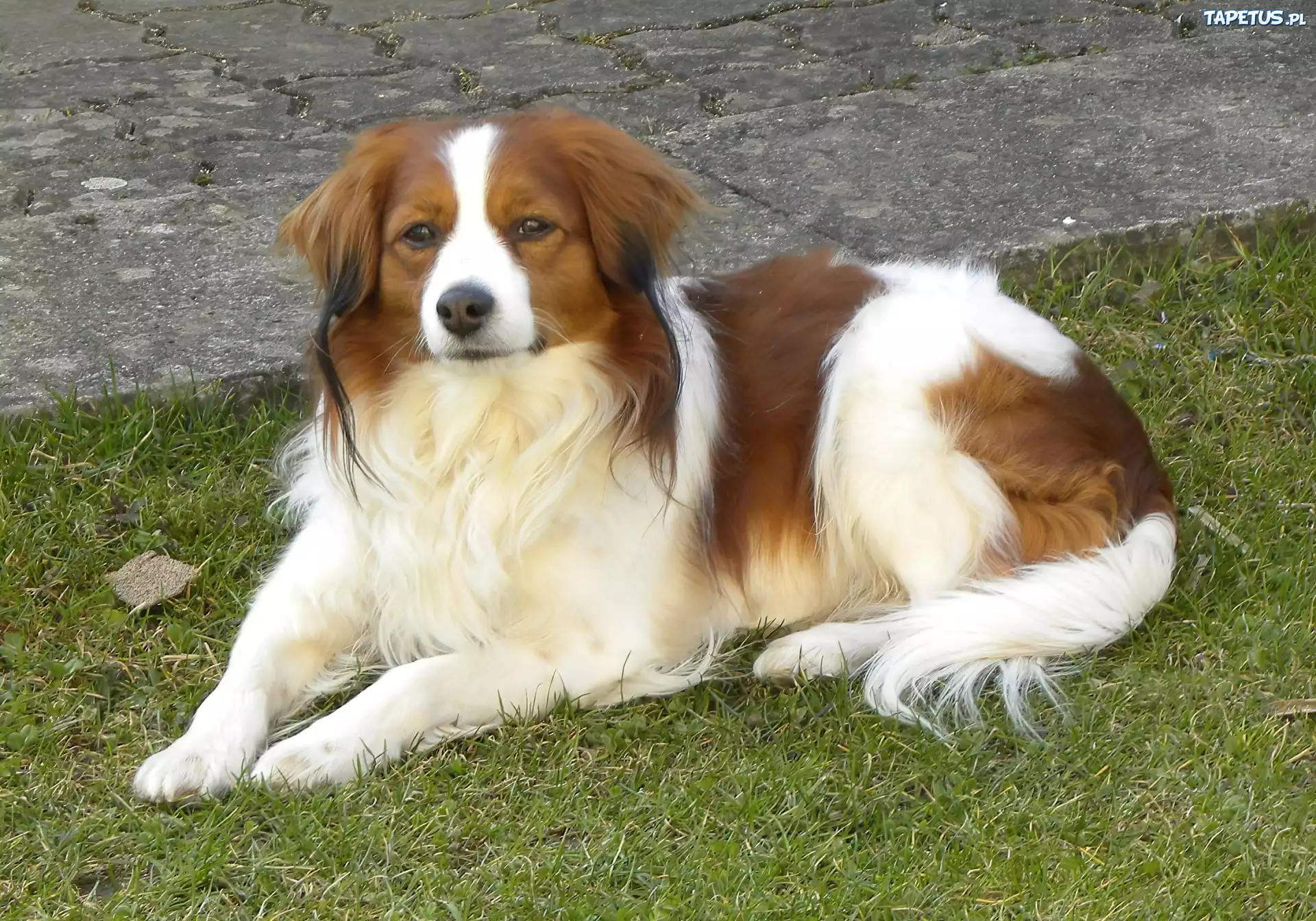 piękny, leżący, Płochacz holenderski, Kooikerhondje