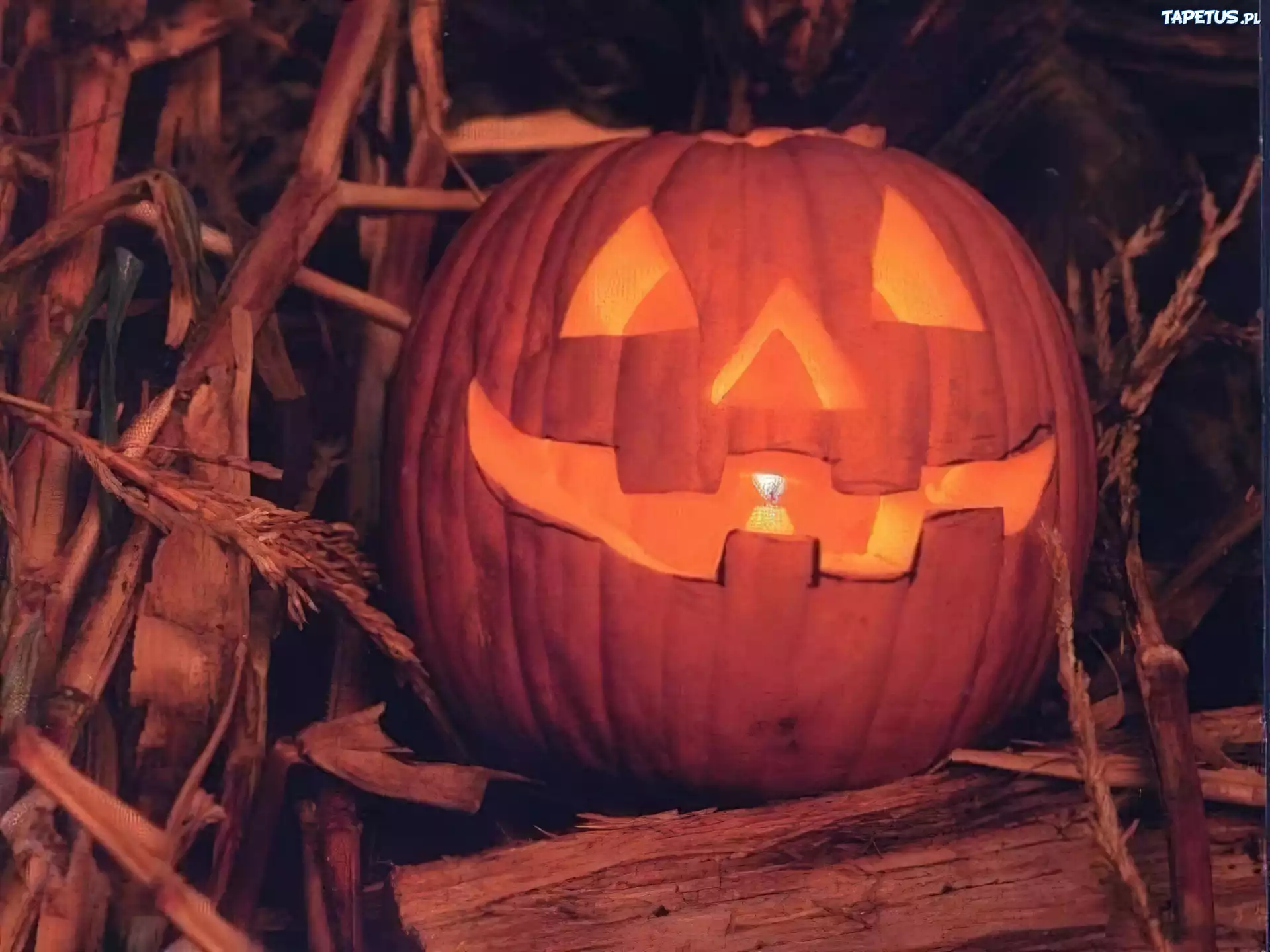 Halloween,dynia