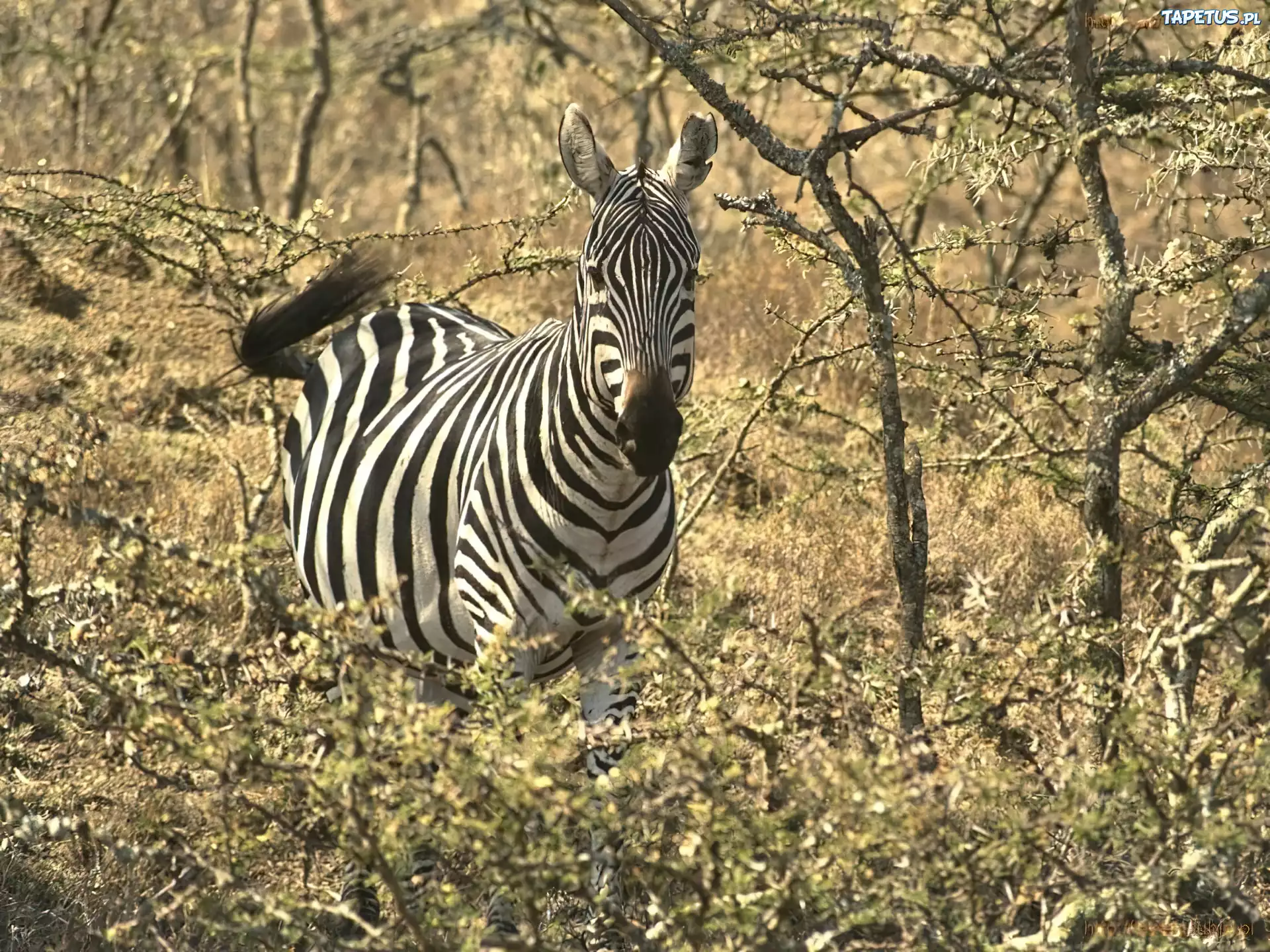 Zebra, akacja, drzewa, gałęzie