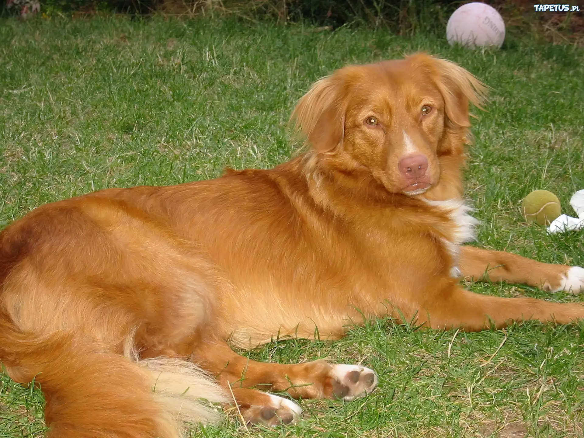 Retriever z Nowej Szkocji, piłki