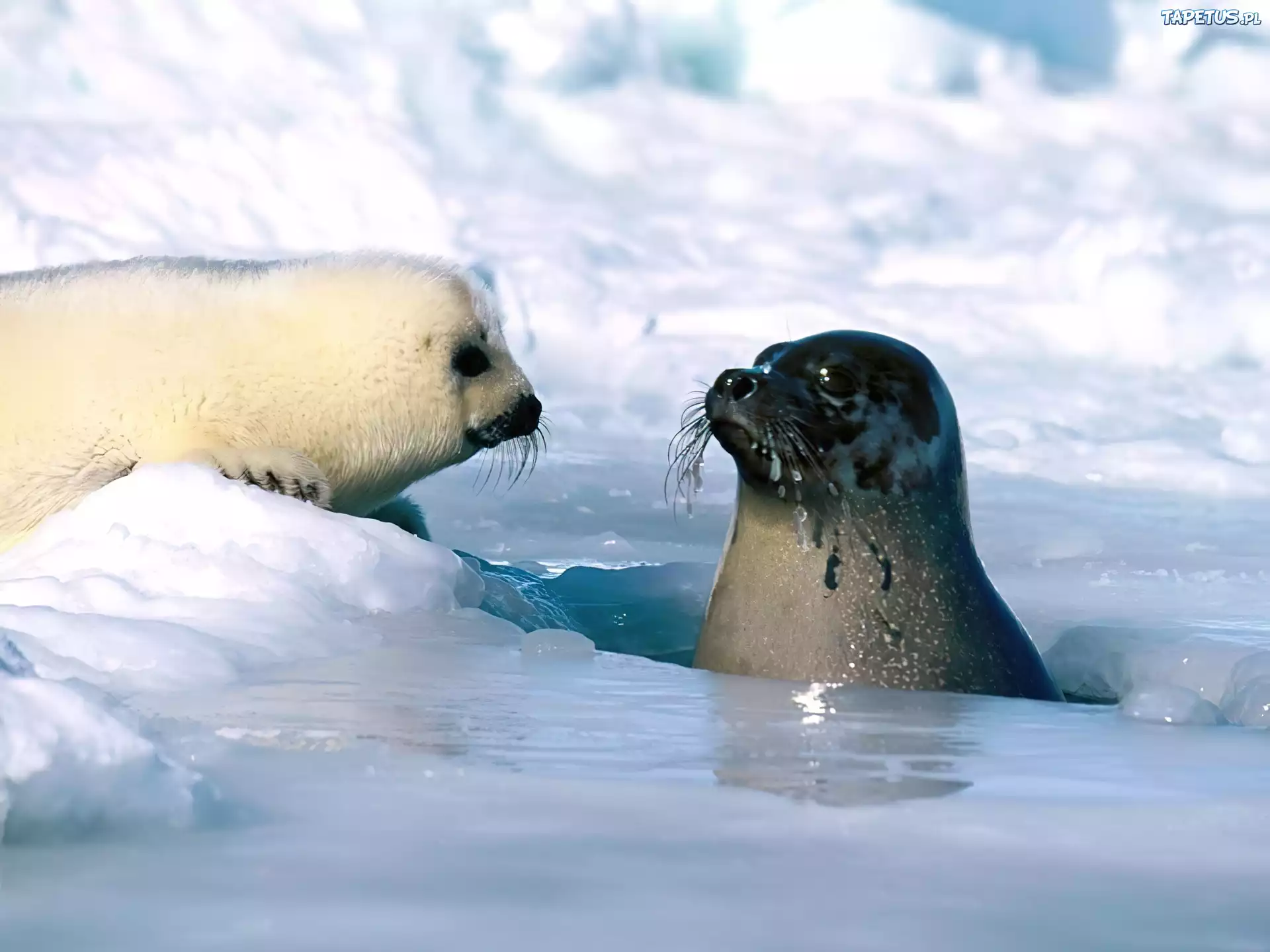 Северный ледовитый животный мир. Гренландский тюлень Нерпа. Ластоногие Гренландский тюлень. Арктическая Гренландский тюлень. Тюлень арктических пустынь.