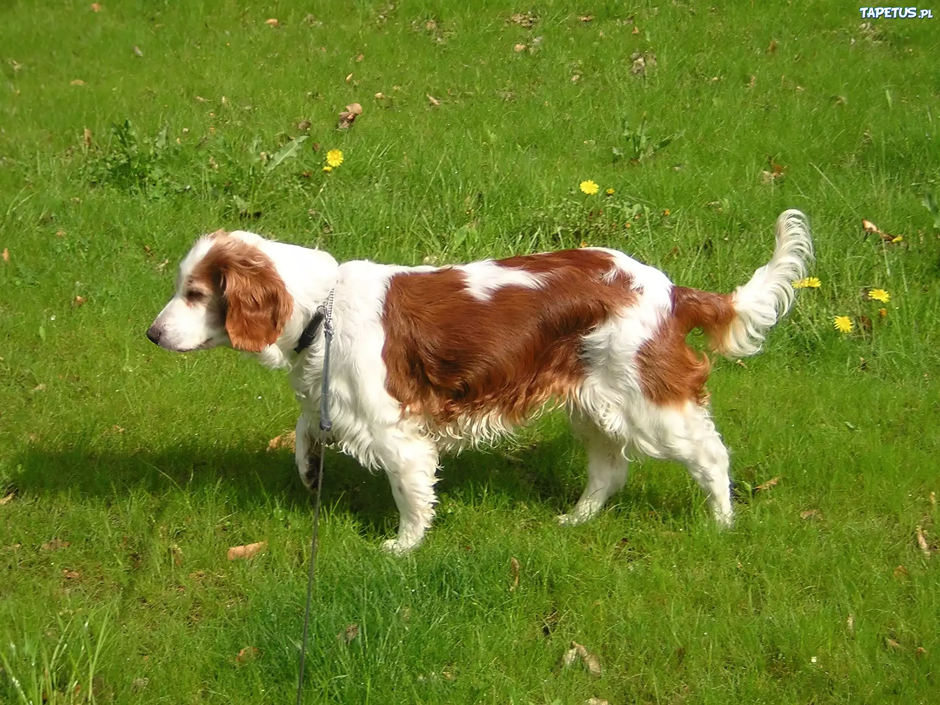 duży, Springer spaniel walijski, soczysta, trawa