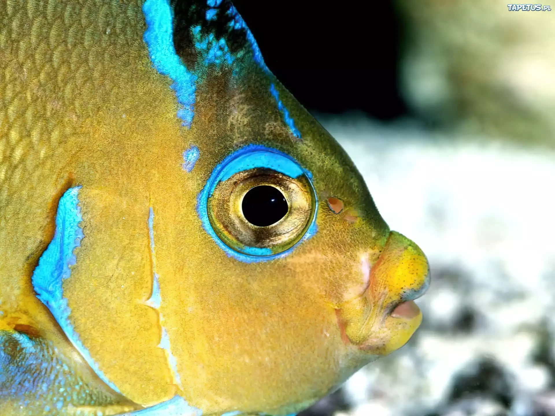 Какие глаза у рыб